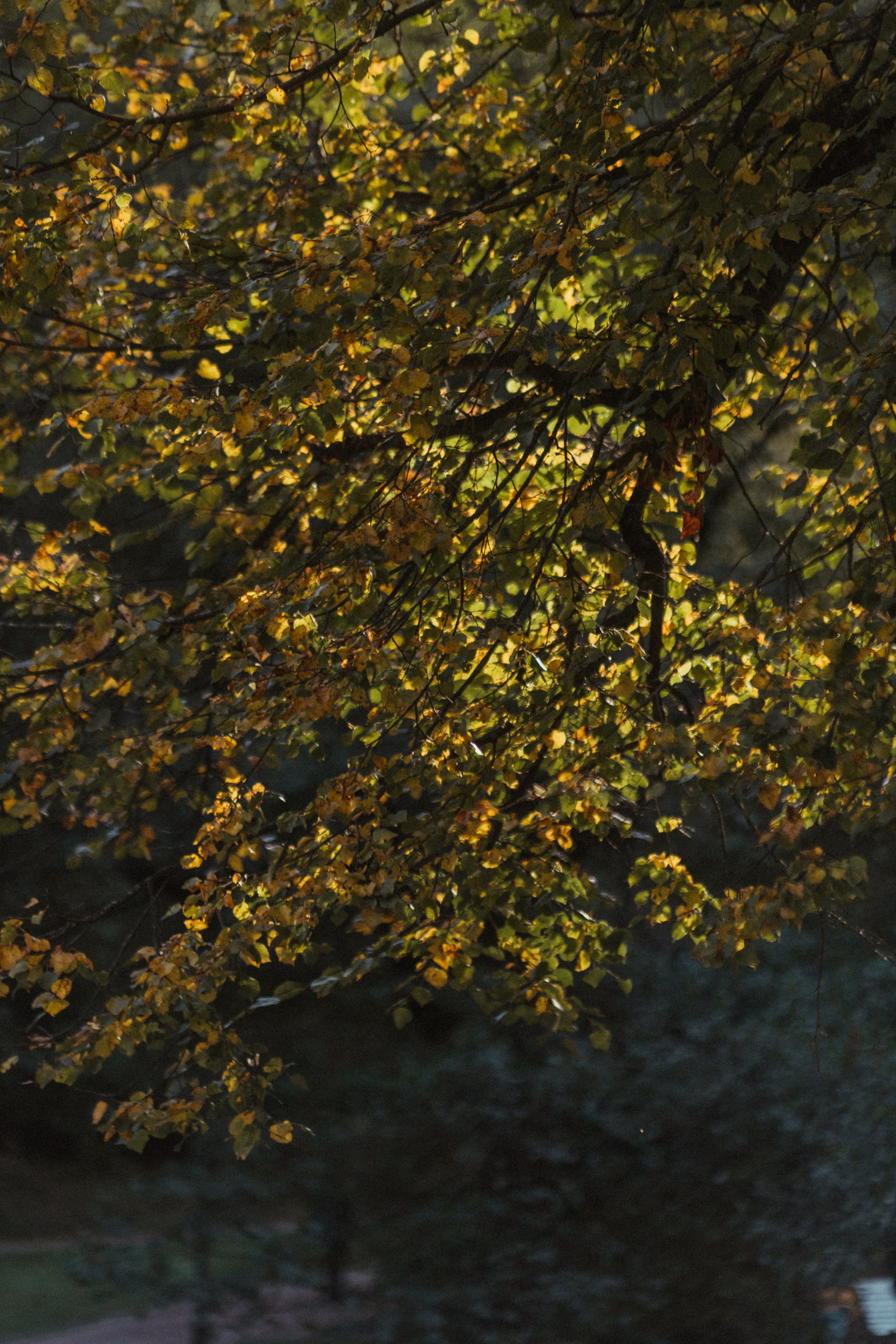 Осень в Царицыно. Фотограф Анастасия Бачурина Москва/ Спб