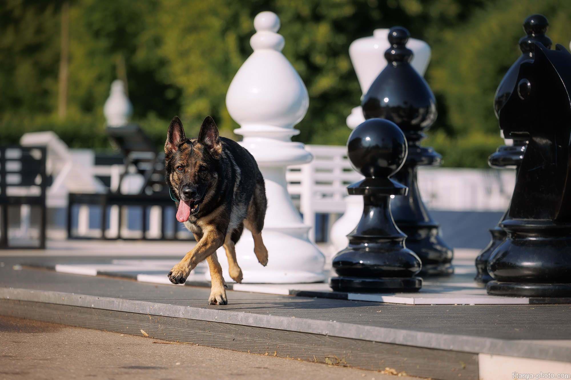 Маша и Харпи. Фотограф собак, фотограф-анималист Аня Титова (Titanya). Москва