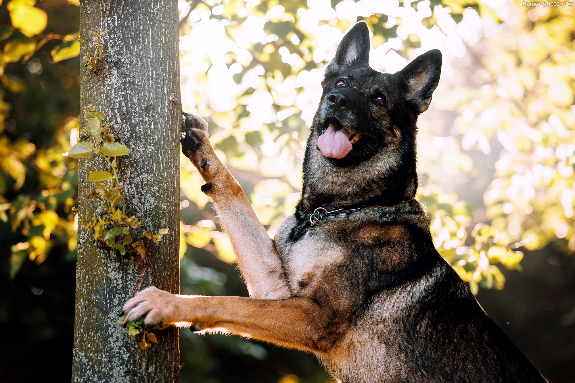Фото немецких овчарок. Фотограф собак, фотограф-анималист Аня Титова (Titanya). Москва