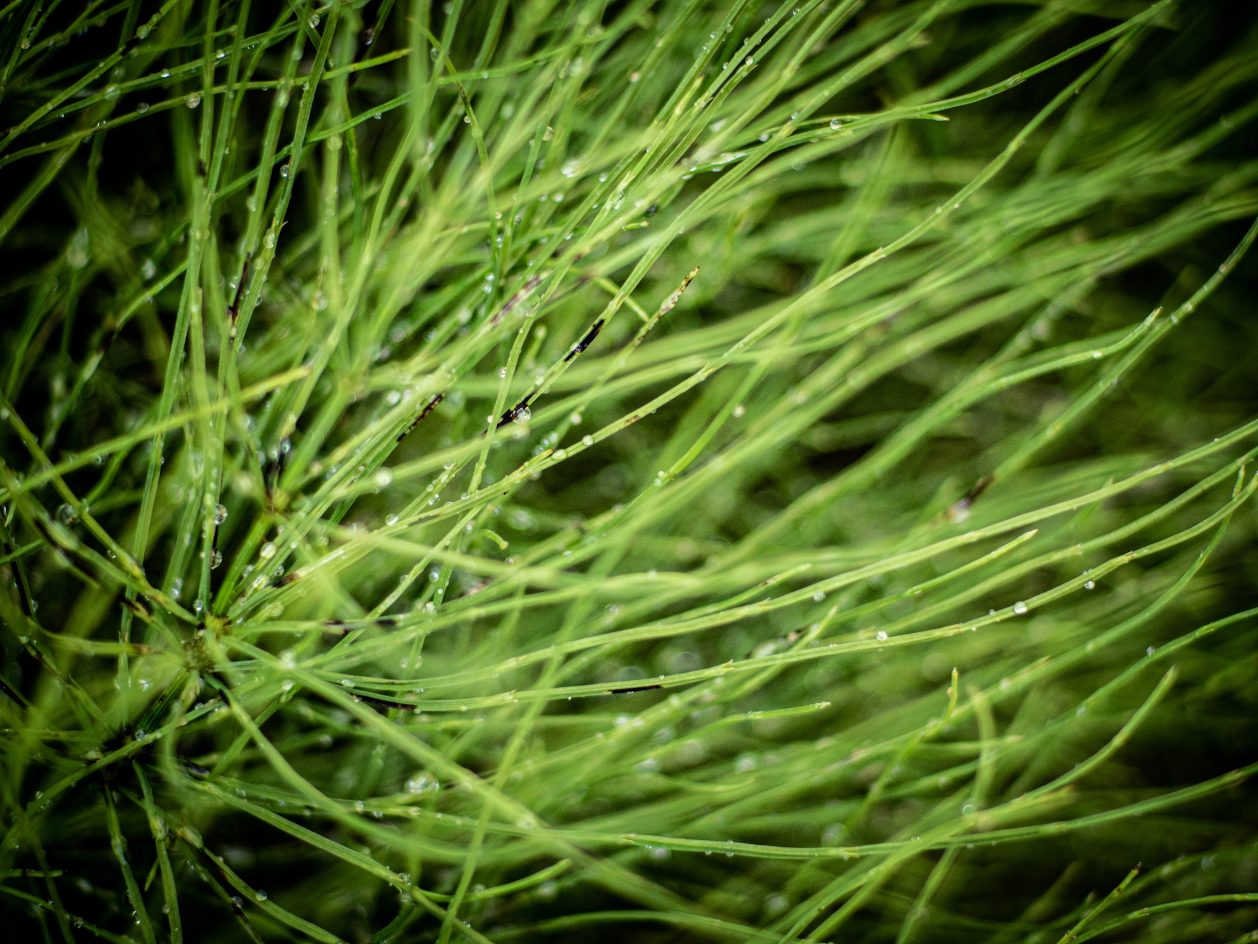 Природа/Животные