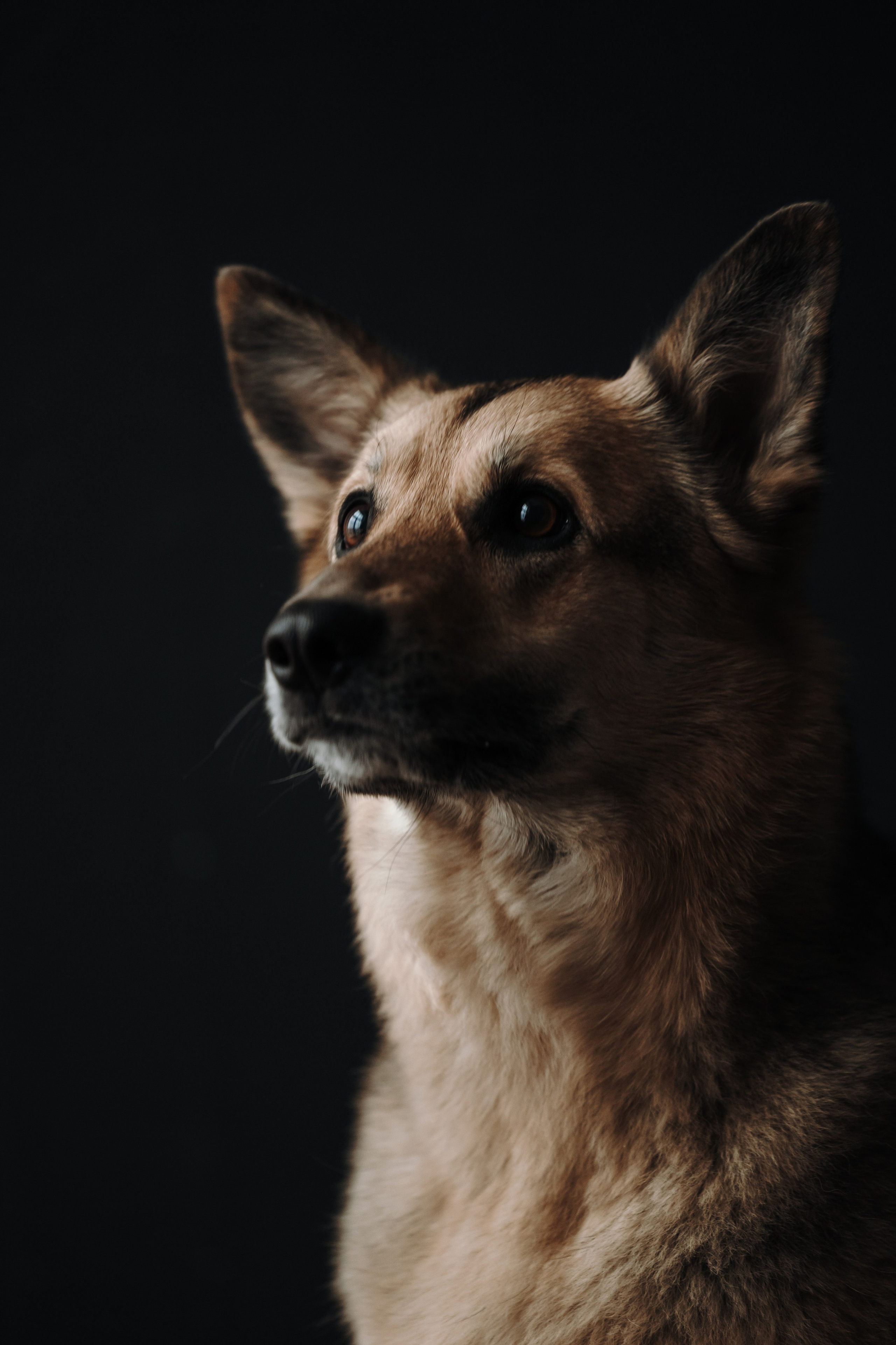 Лена и Дёма. Фотограф — Анималист | Санкт-Петербург