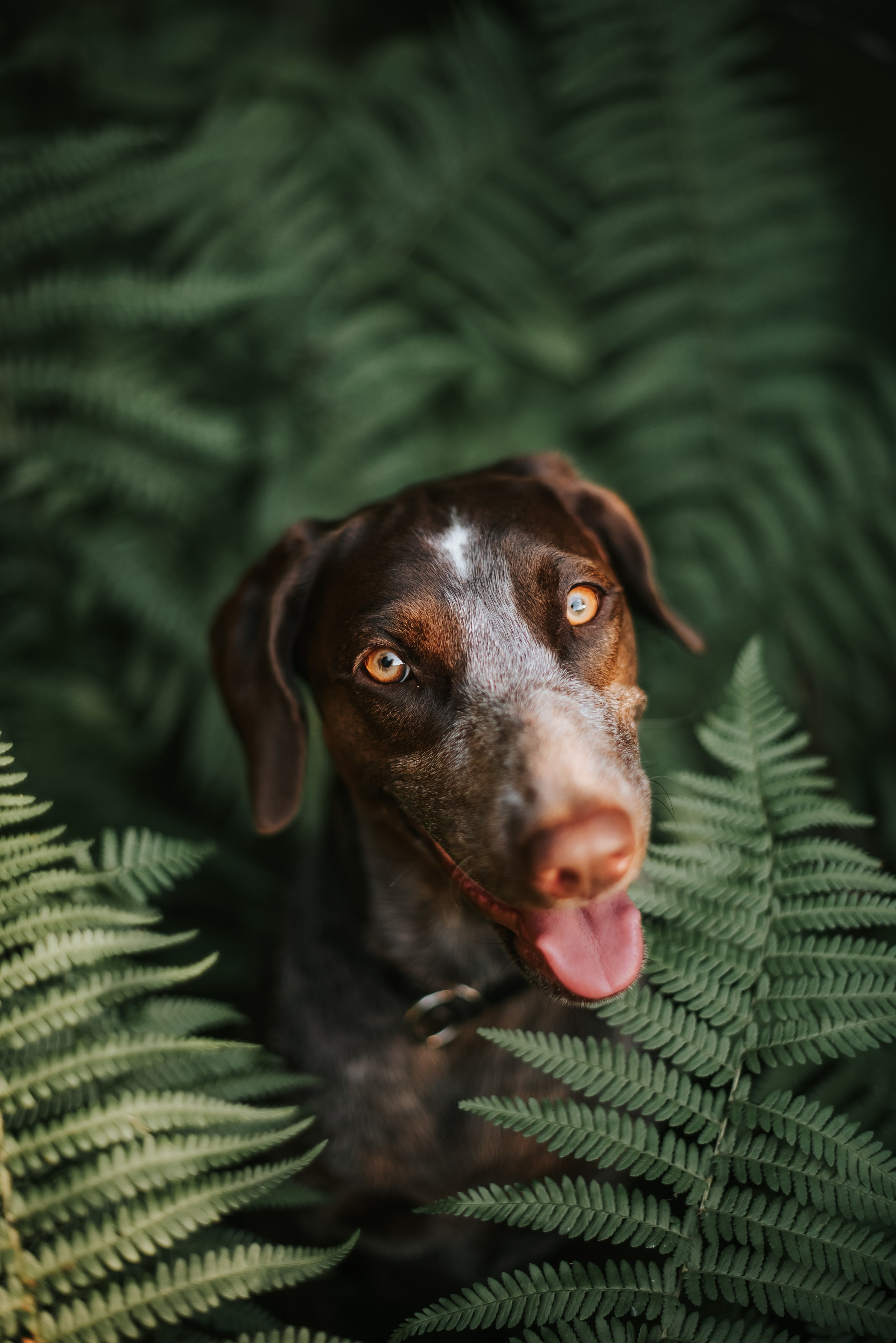 Витя и Кофи. Фотограф-анималист Валерия, Москва, Мытищи