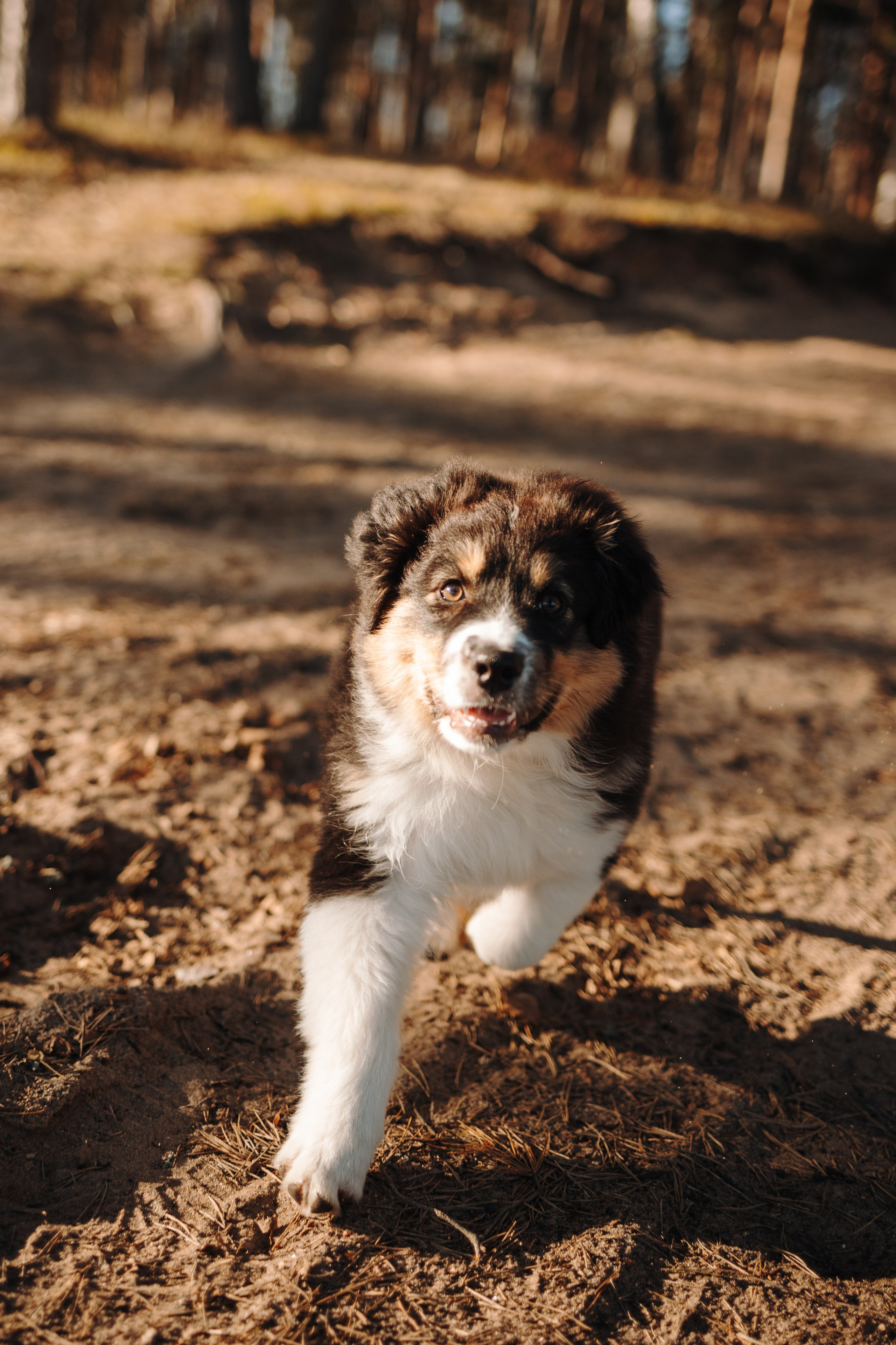 Ира и Шмель. Фотограф — Анималист | Санкт-Петербург