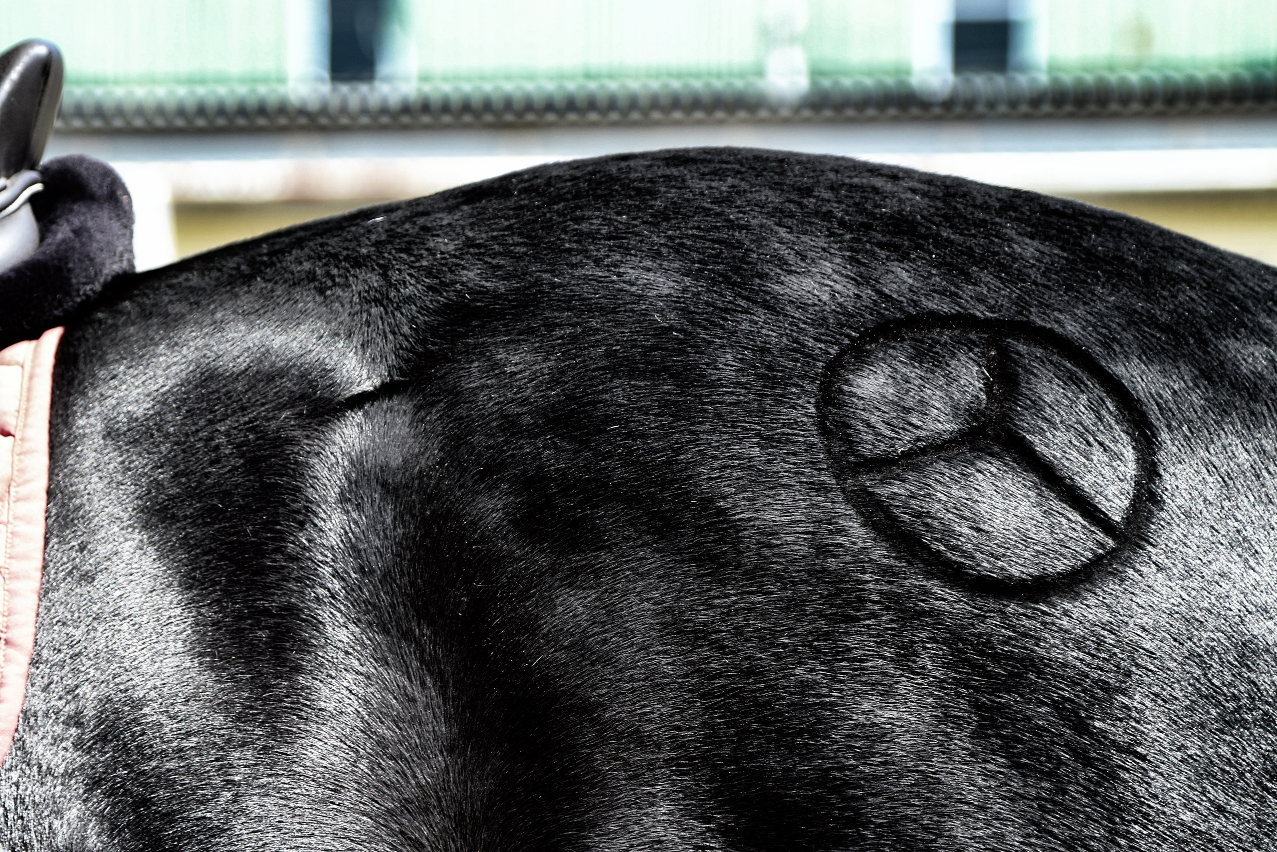 Лошади «Каскад» и «Брилиант». Алиса Томшина — Фотограф / Видеограф