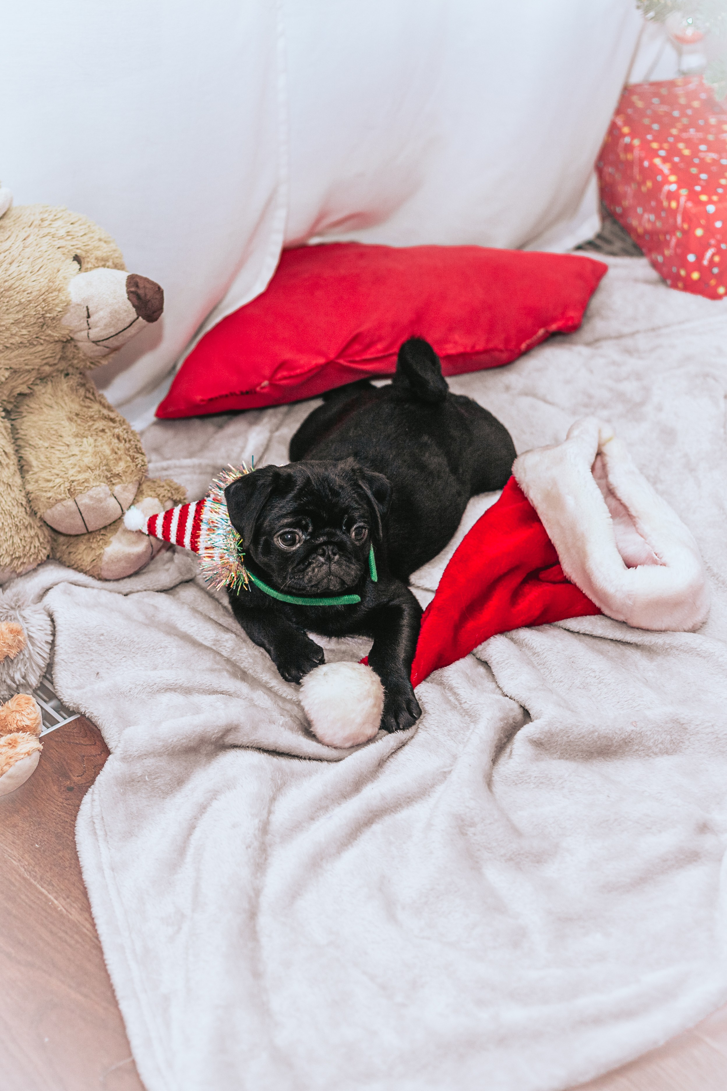 Домашняя фотосессия Оли и двух ее мопсов. Фотограф-анималист Татьяна Степанова