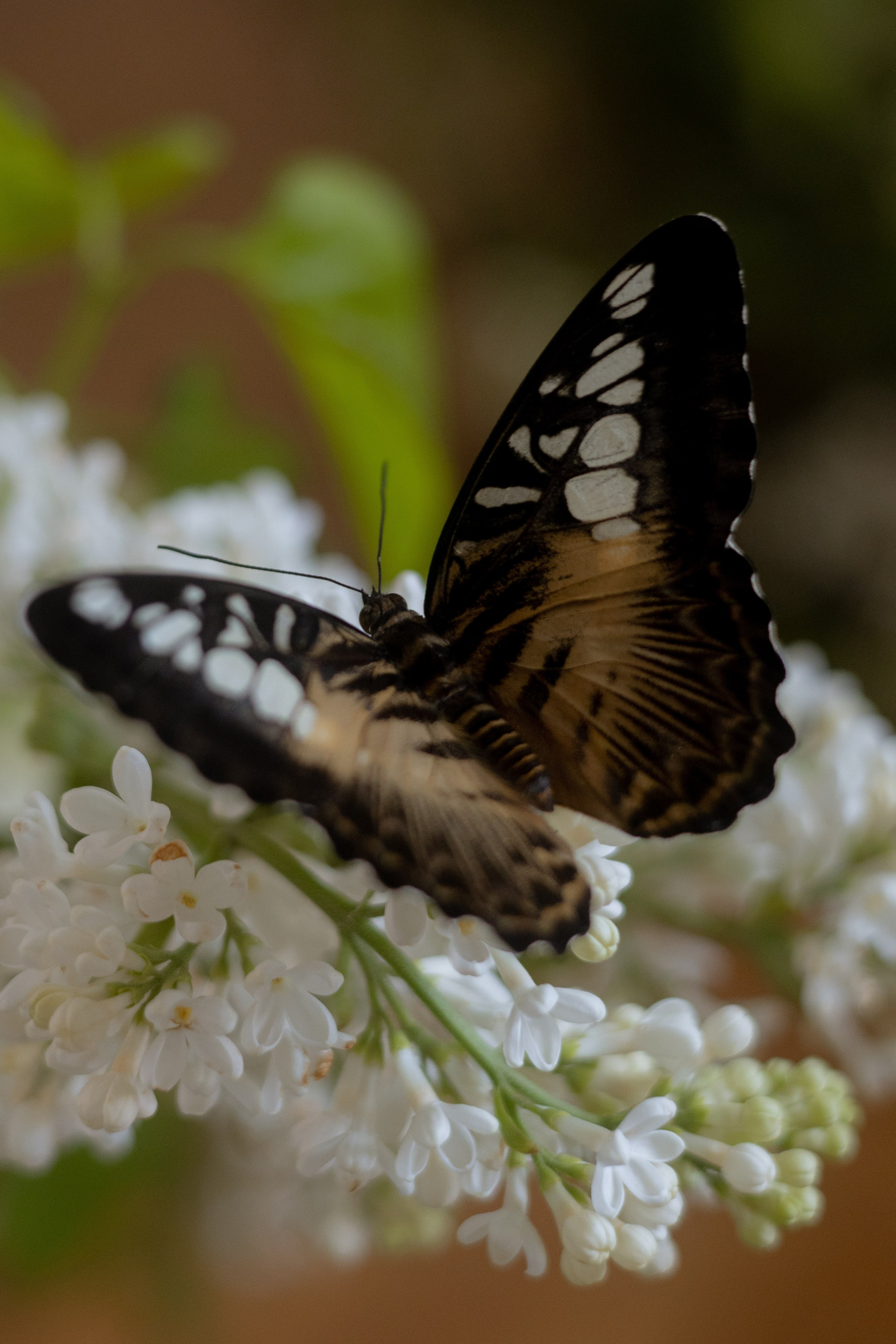 Утро Есении. Оформление свадеб, декор свадеб Вера Маркова, Москва
