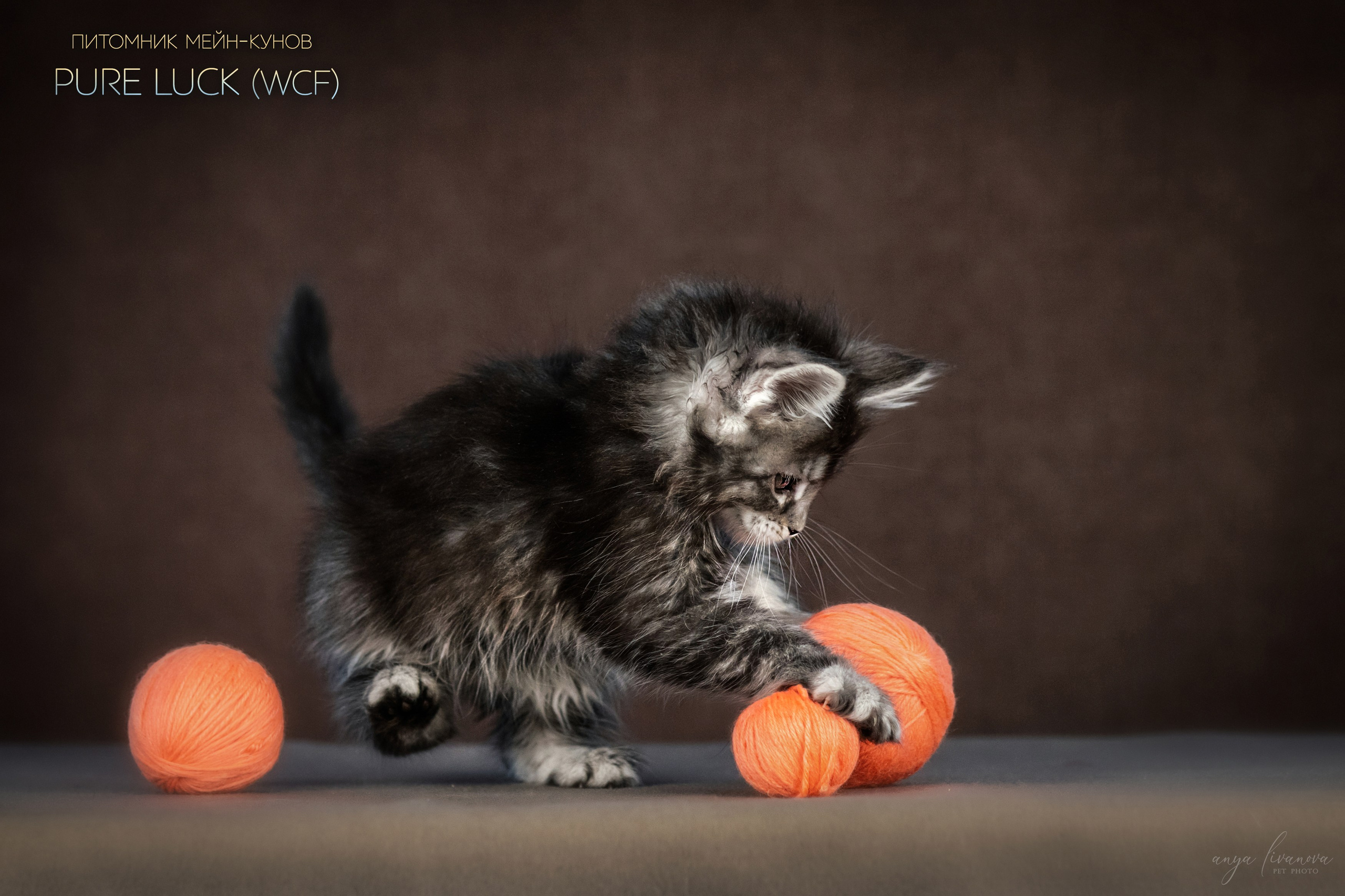 Мейнкуны. Фотограф анималист Аня Ливанова | Рыбинск