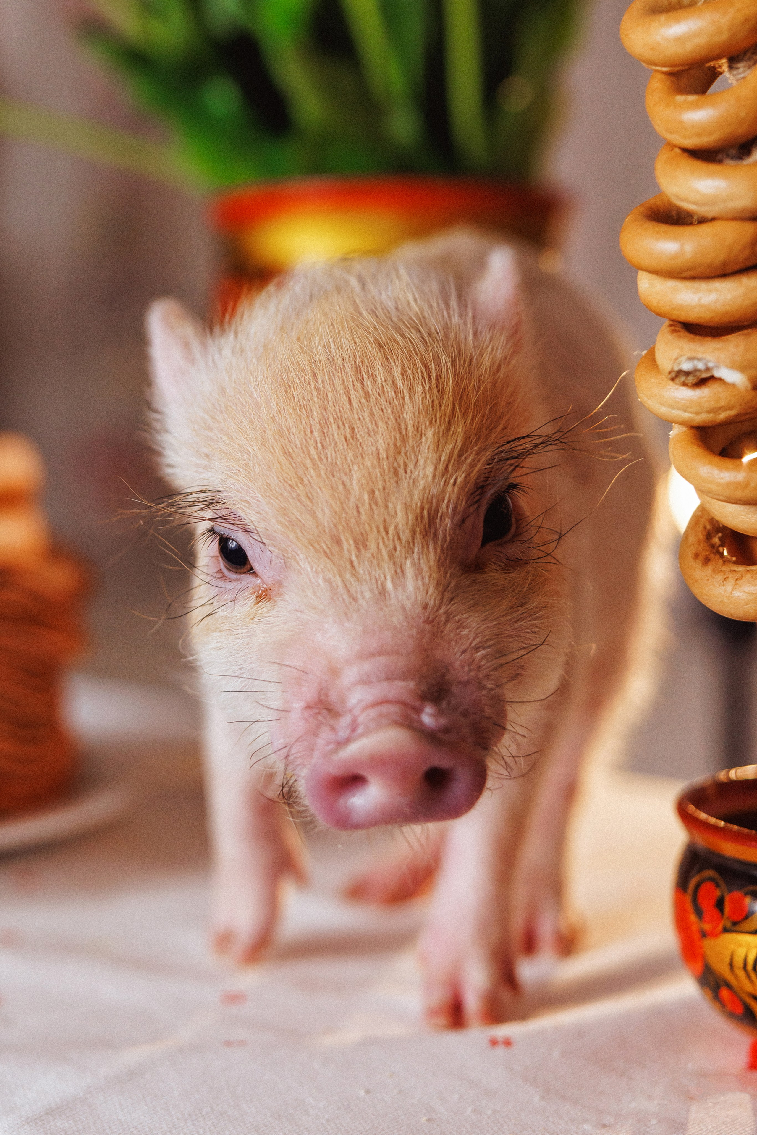 Масленица, Детская фотосессия в Краснодаре. Семейный и детский фотограф в Краснодаре Анна Трашкова