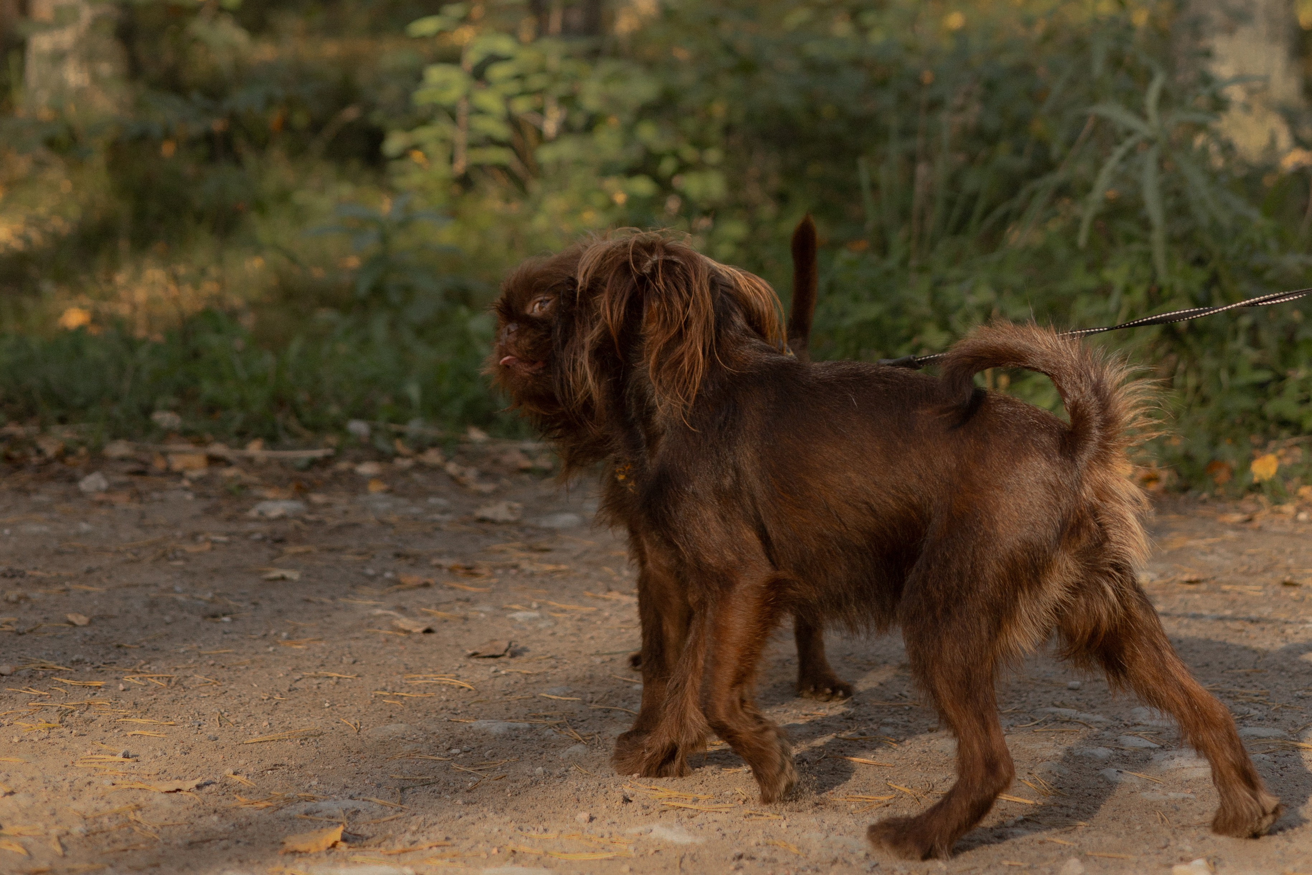 Катерина & Лунка. Фотограф — анималист •love-story•|Санкт-Петербург