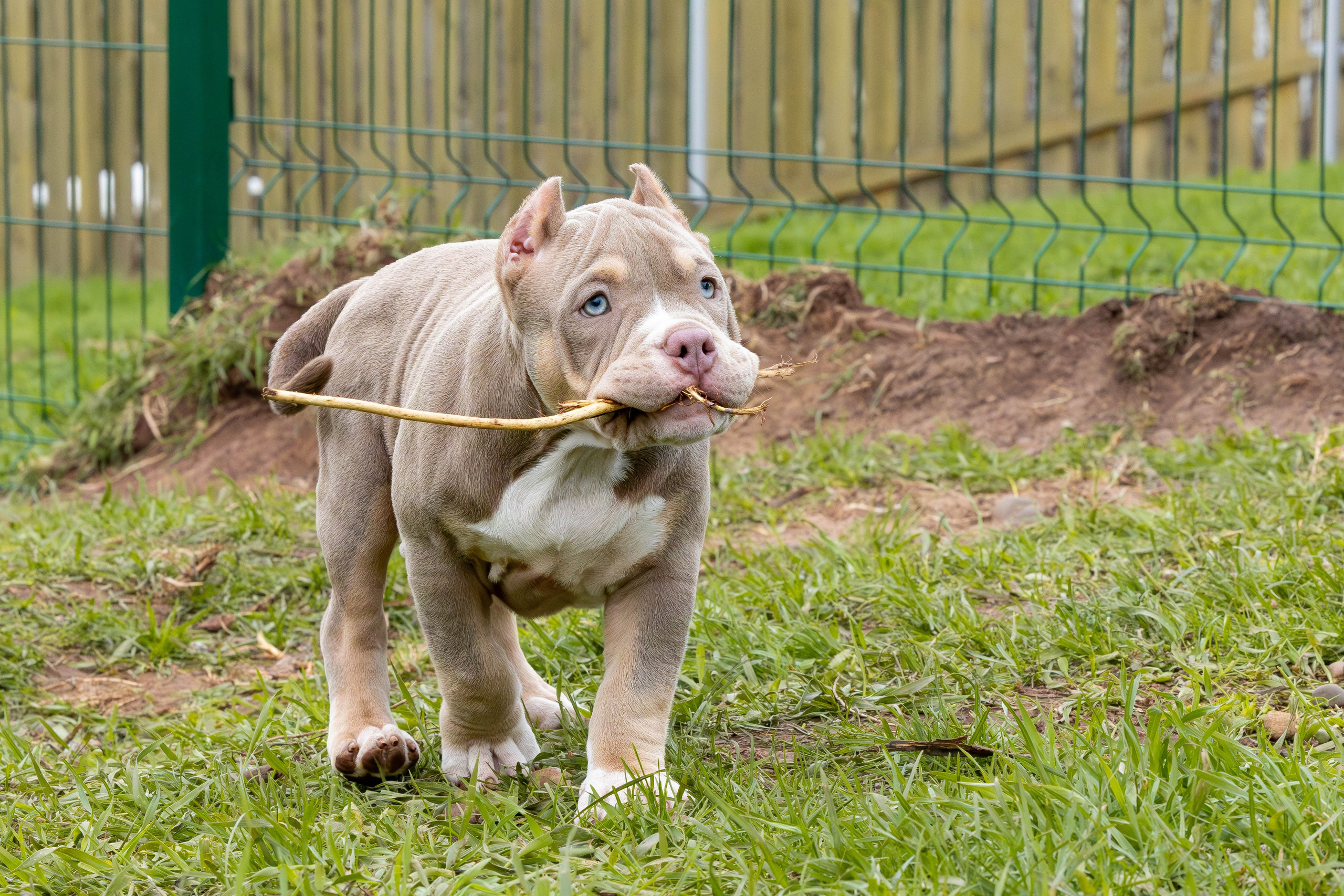 Щенки булли. Фотограф Анималист в Перми Анастасия Остерман