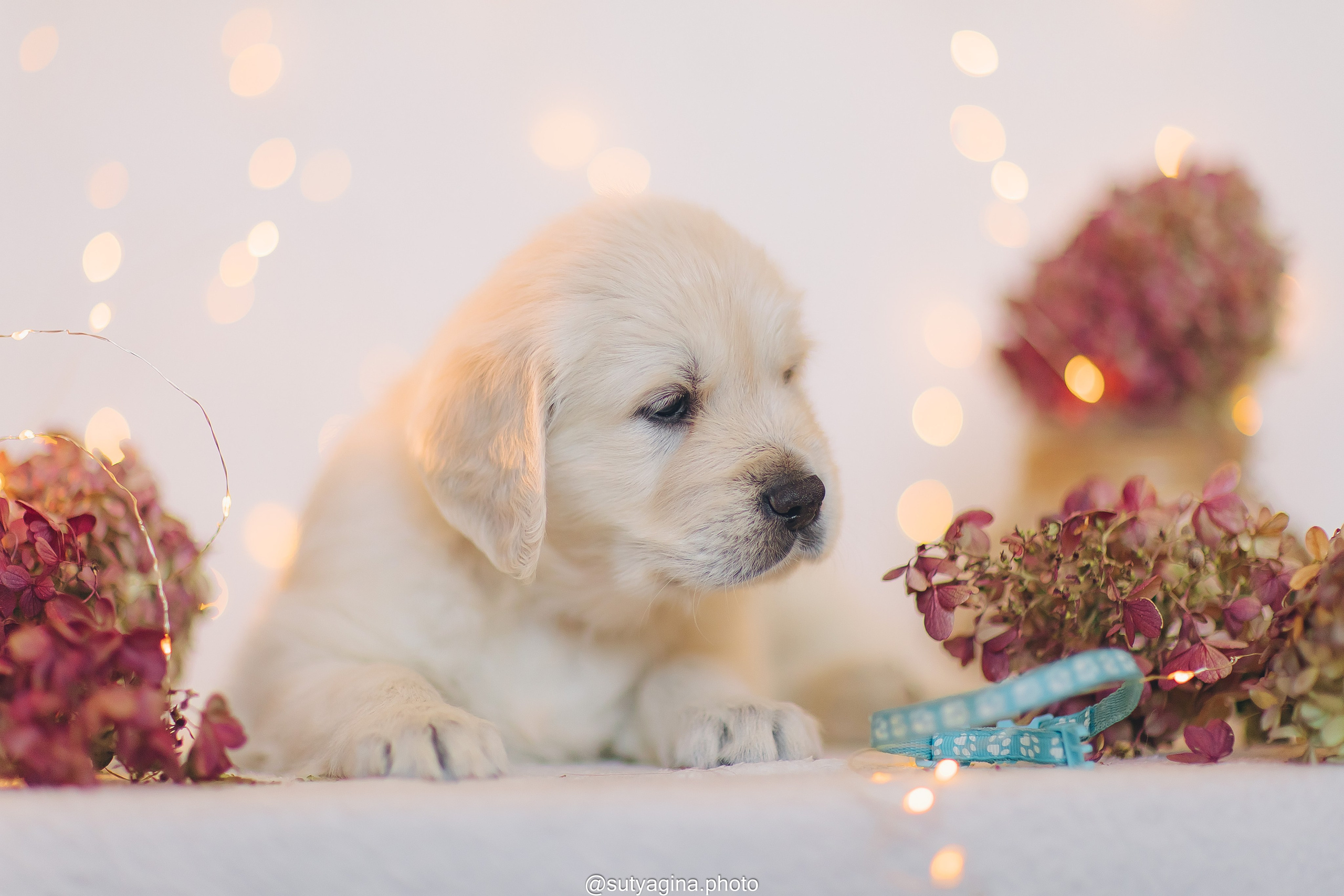 Голубой ошейник. Свадебный и женский фотограф