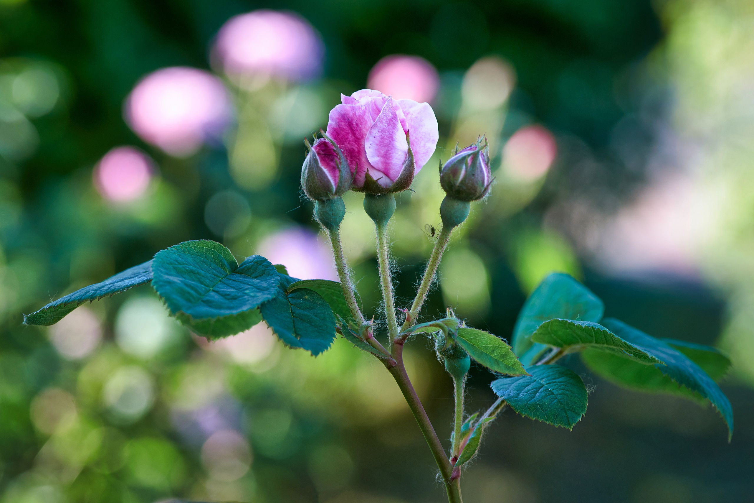 Наша мать — природа. Фотограф Владимир Артамонов