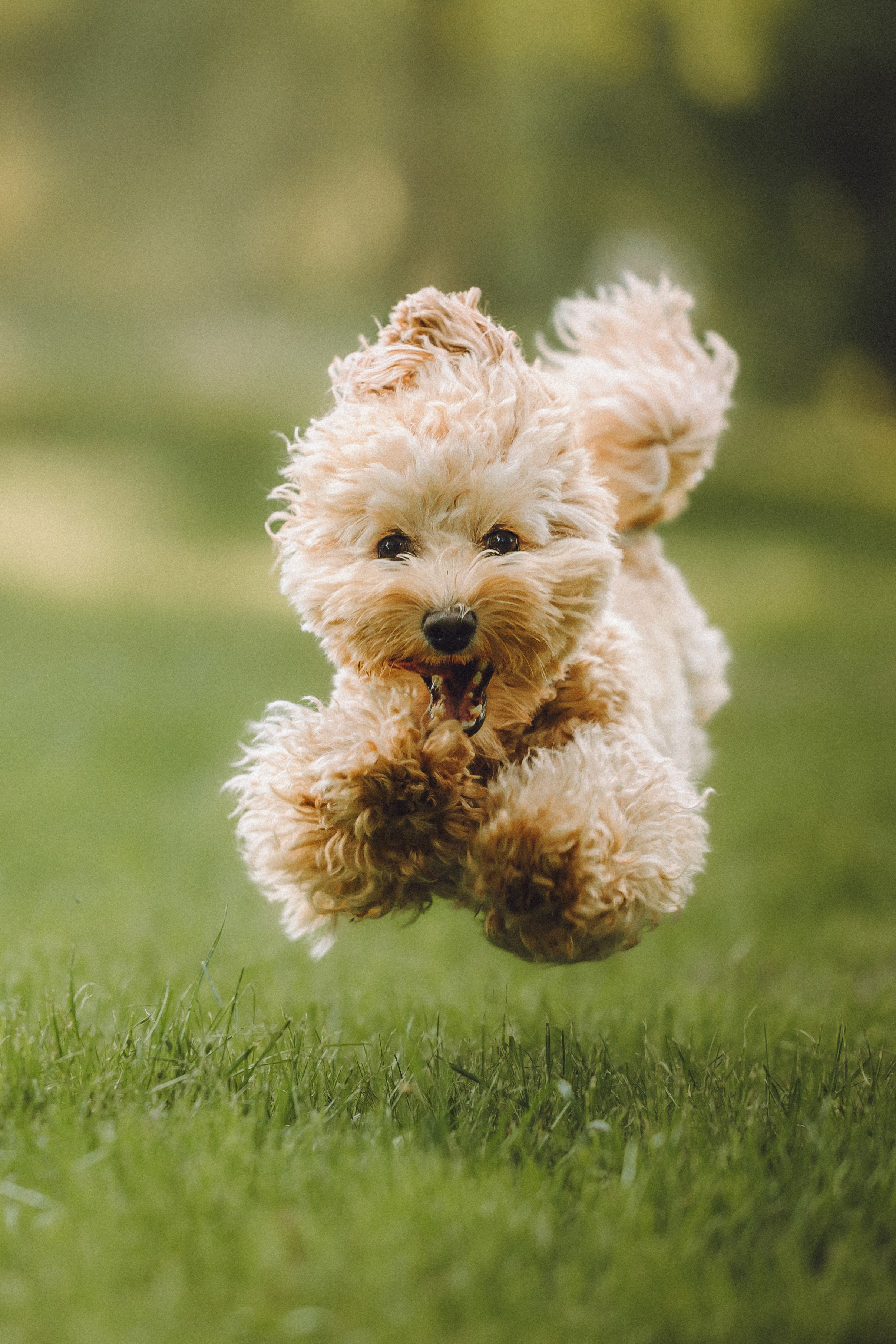 Фред и его семья