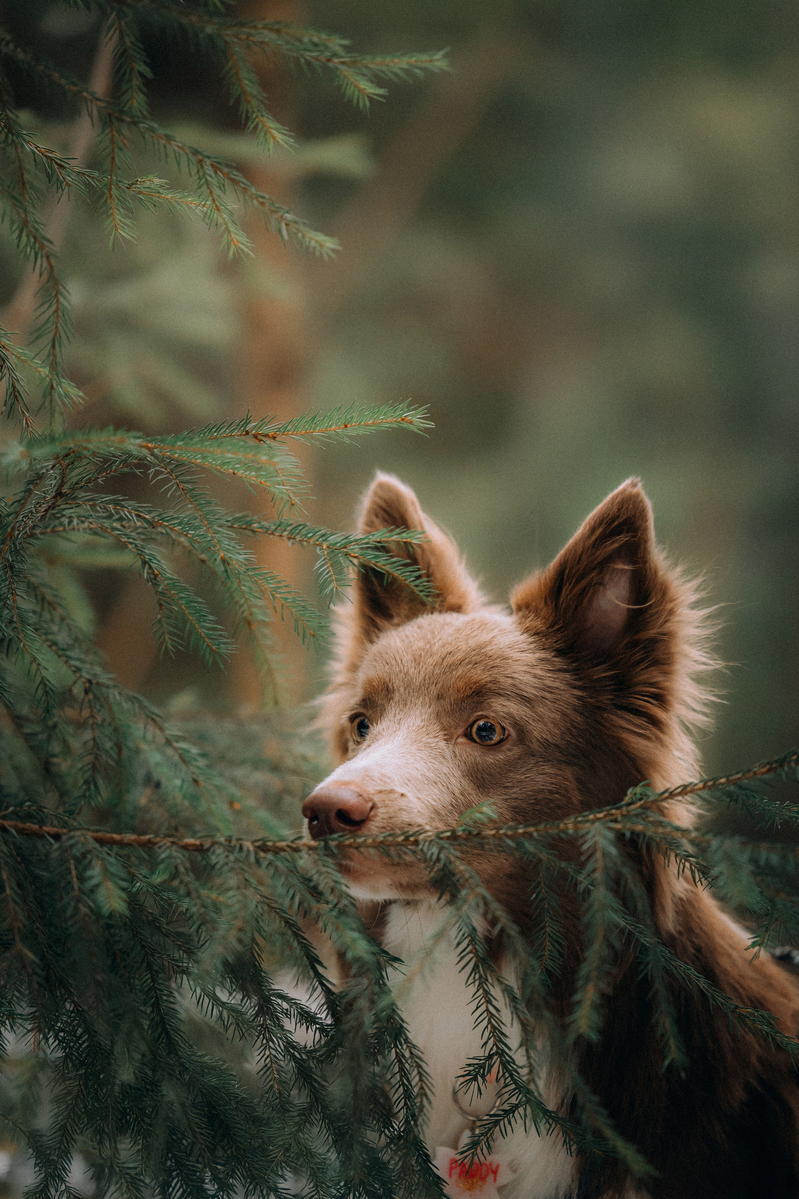 Полина, Милли и Паддингтон
