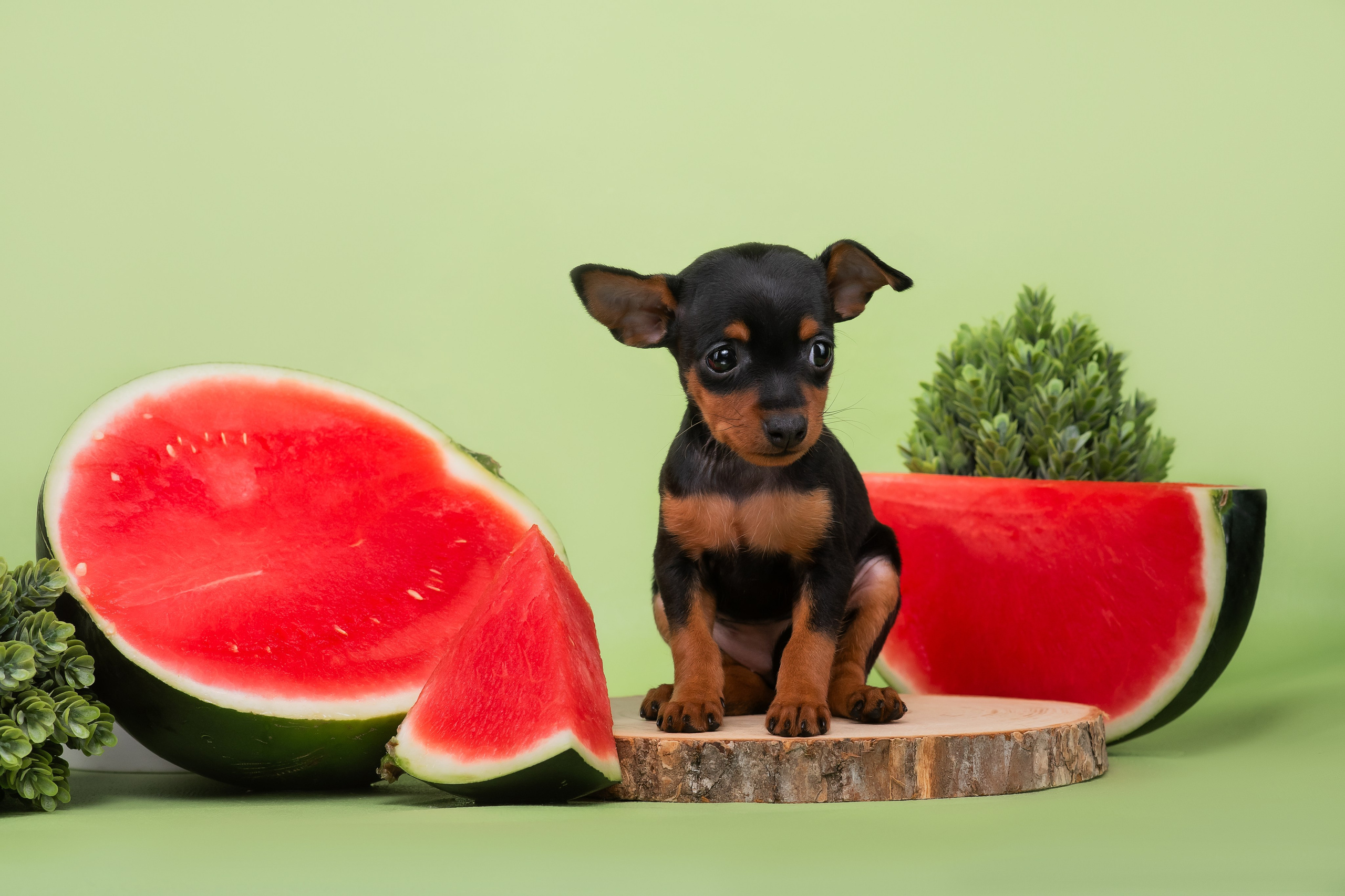 Малыши пражских крысариков — 30.07.2025. Фотограф — Анималист | Анна Абрамова