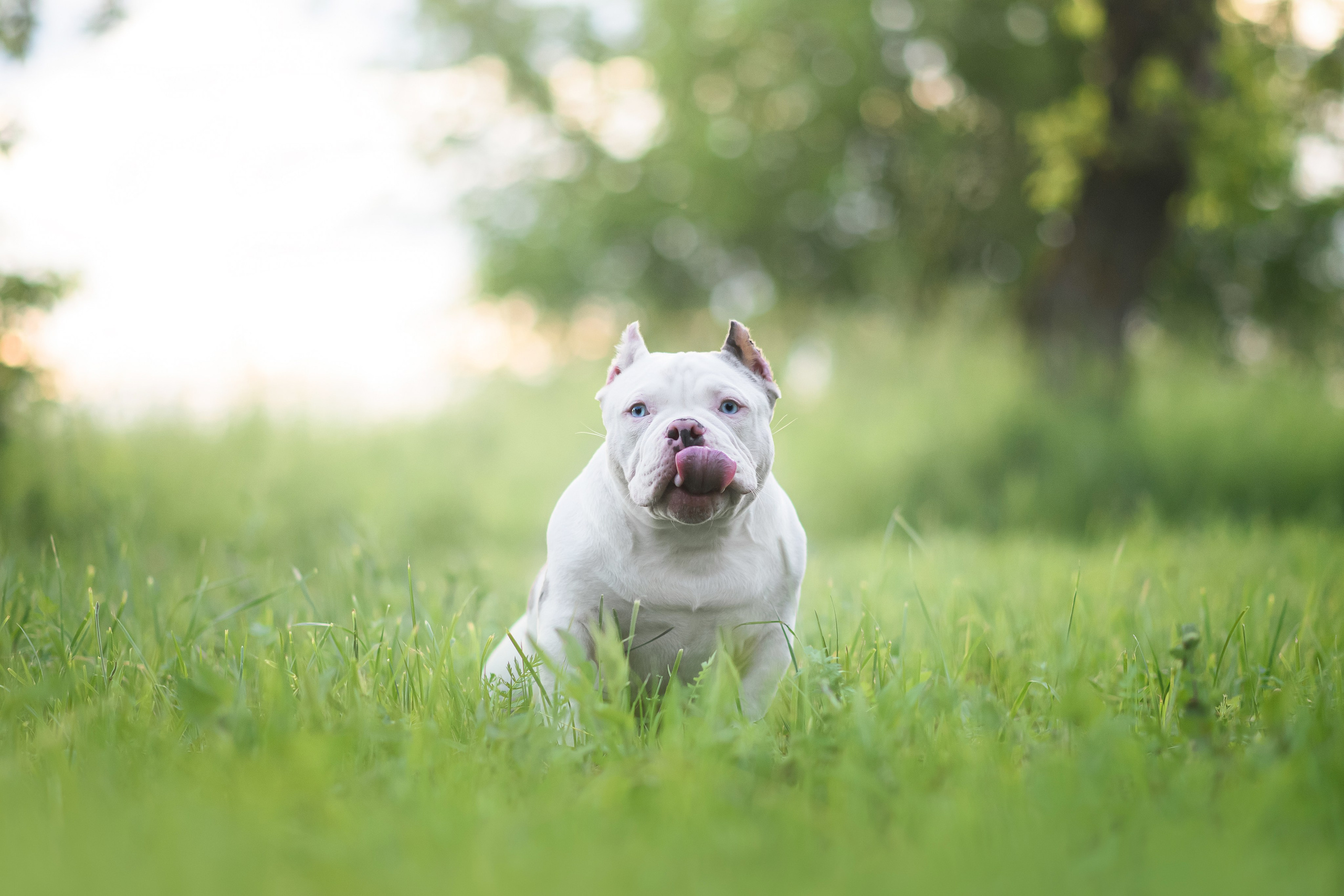 Щенки Американского Булли — 15.06.2024. Фотограф — Анималист | Анна Абрамова