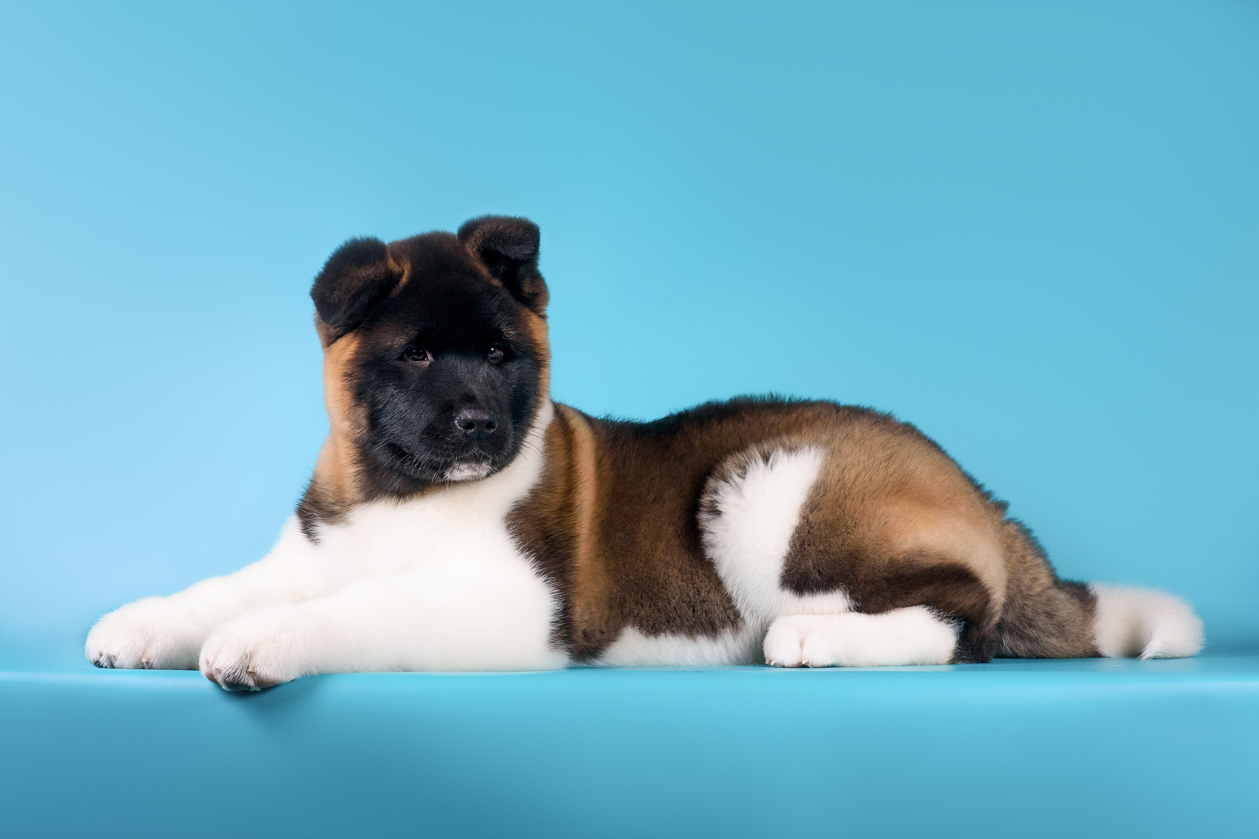 Илон и Оскар — 17.01.2025. Фотограф — Анималист | Анна Абрамова