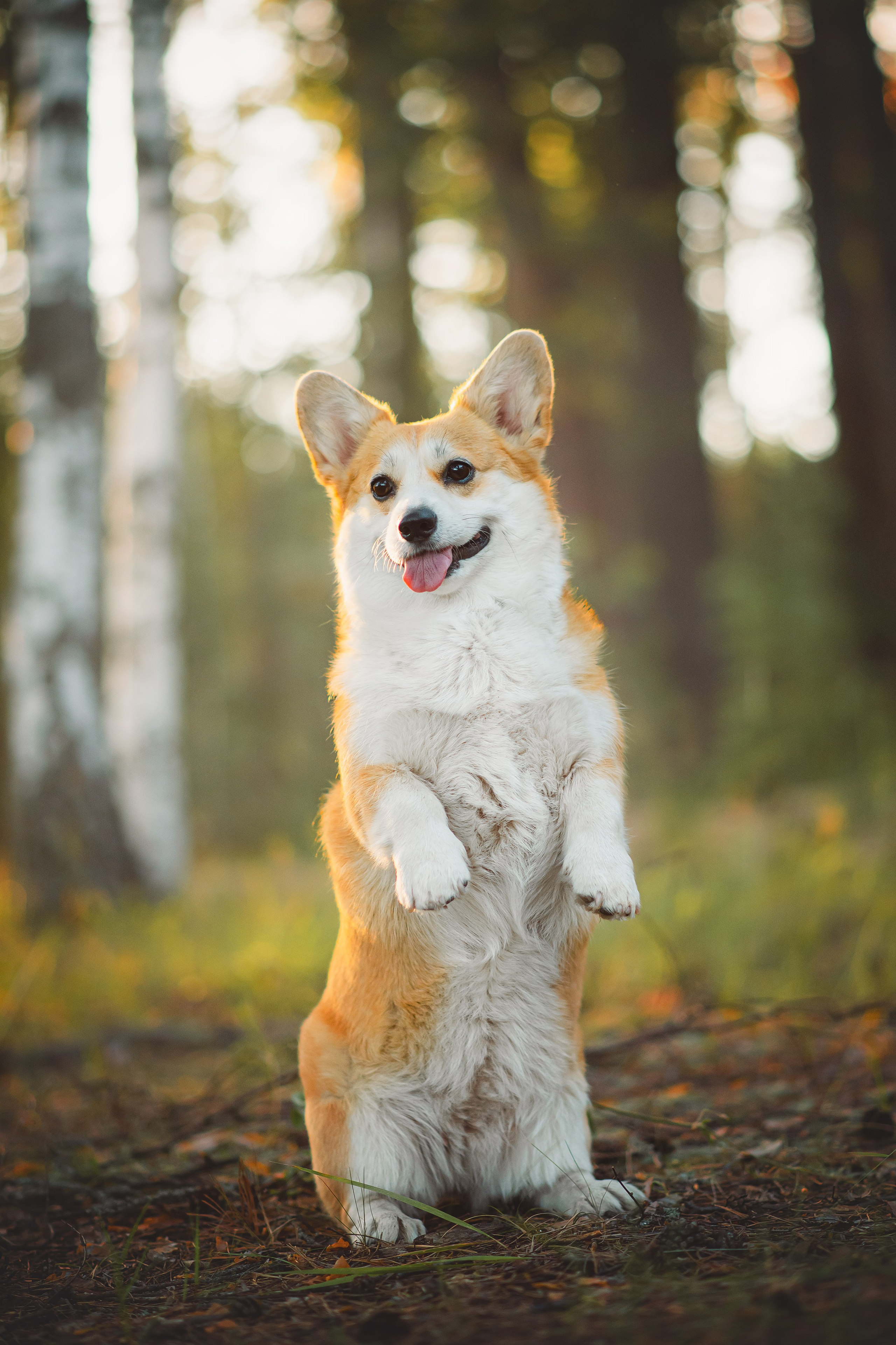 Лесная прогулка — 10.07.2024. Фотограф — Анималист | Анна Абрамова