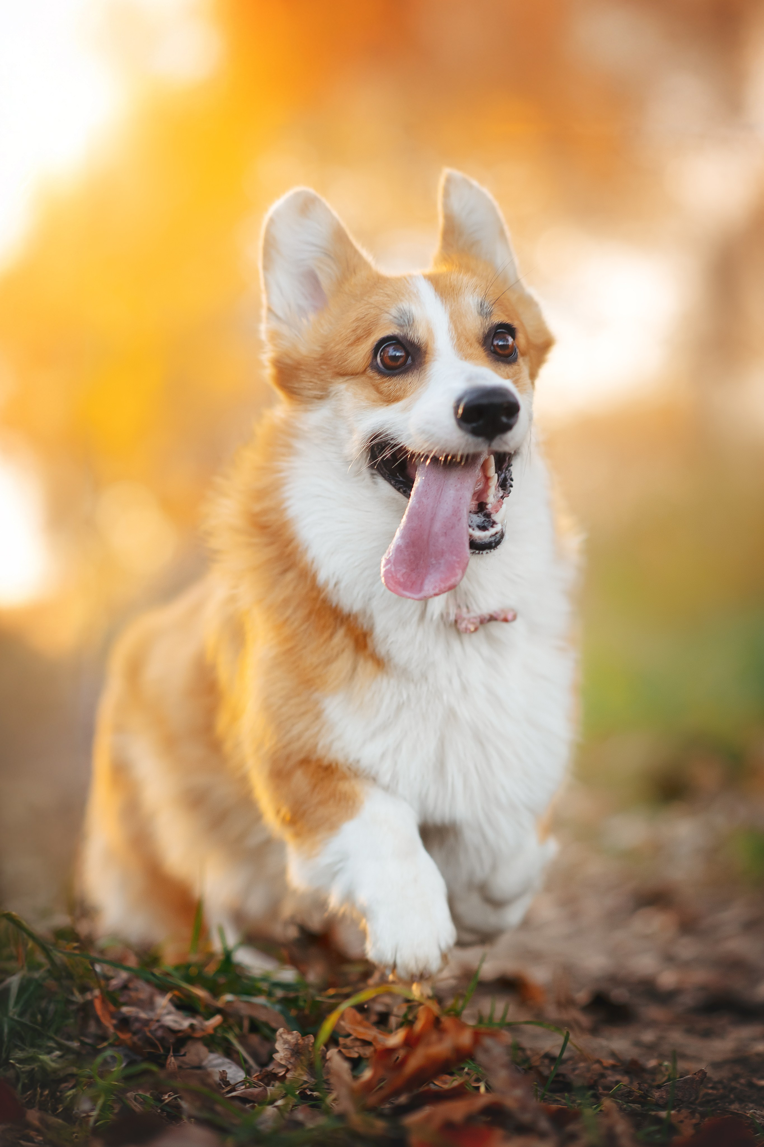 Максим, Аня и Челси — 19.10.2024. Фотограф — Анималист | Анна Абрамова