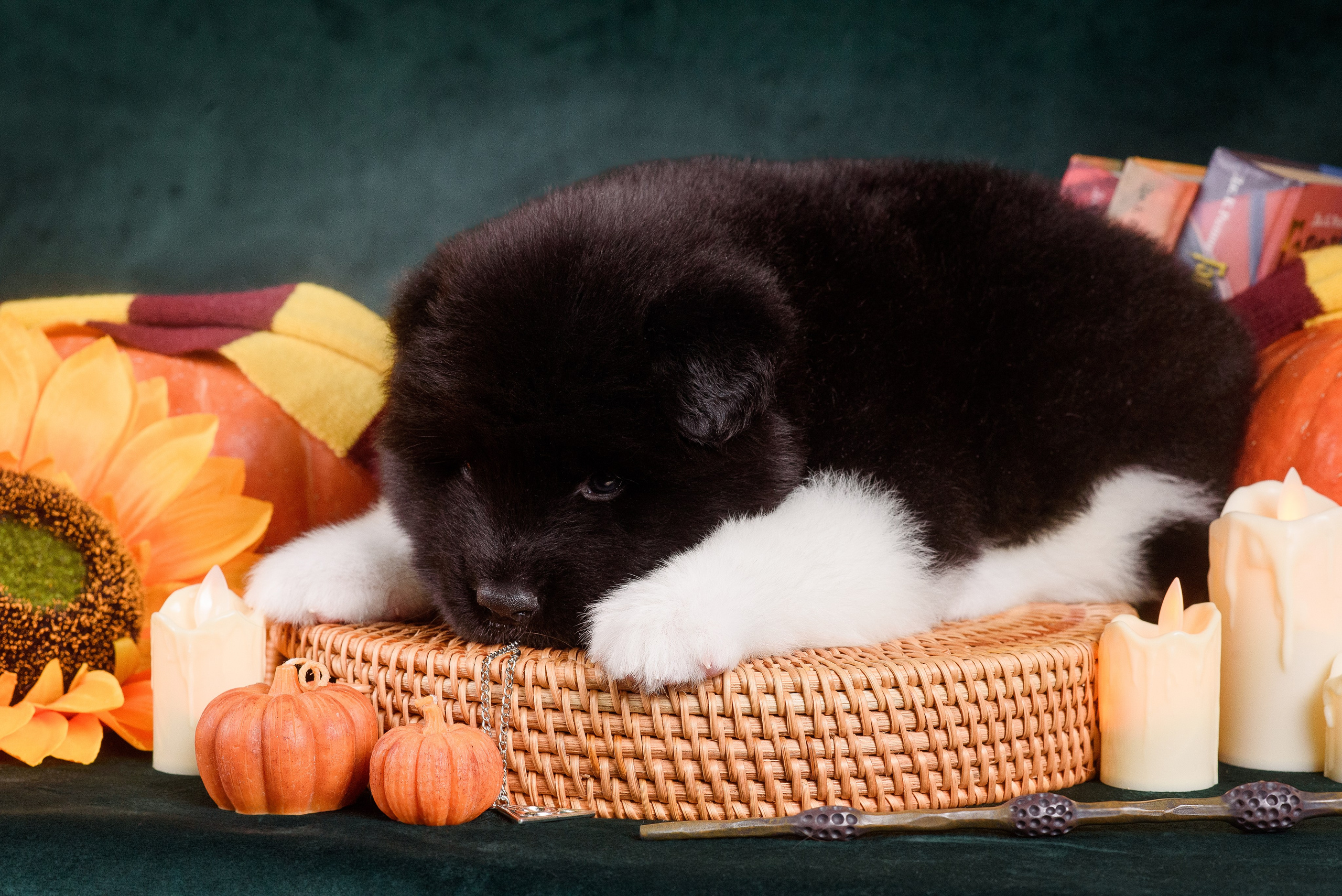 Щенки Американской Акиты — 04.11.2024. Фотограф — Анималист | Анна Абрамова