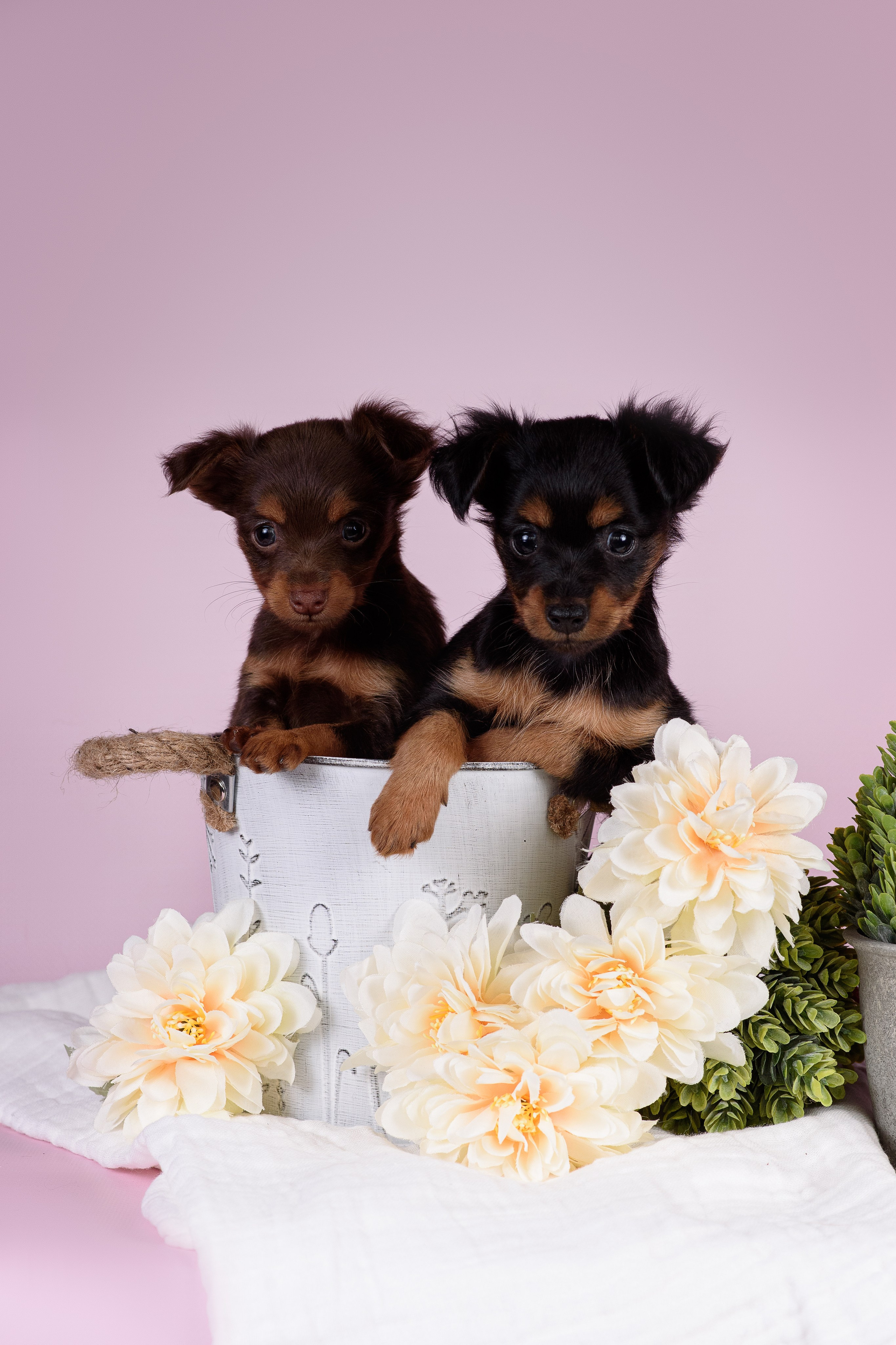 Щенки Пражских крысариков -13.04.2024. Фотограф — Анималист | Анна Абрамова