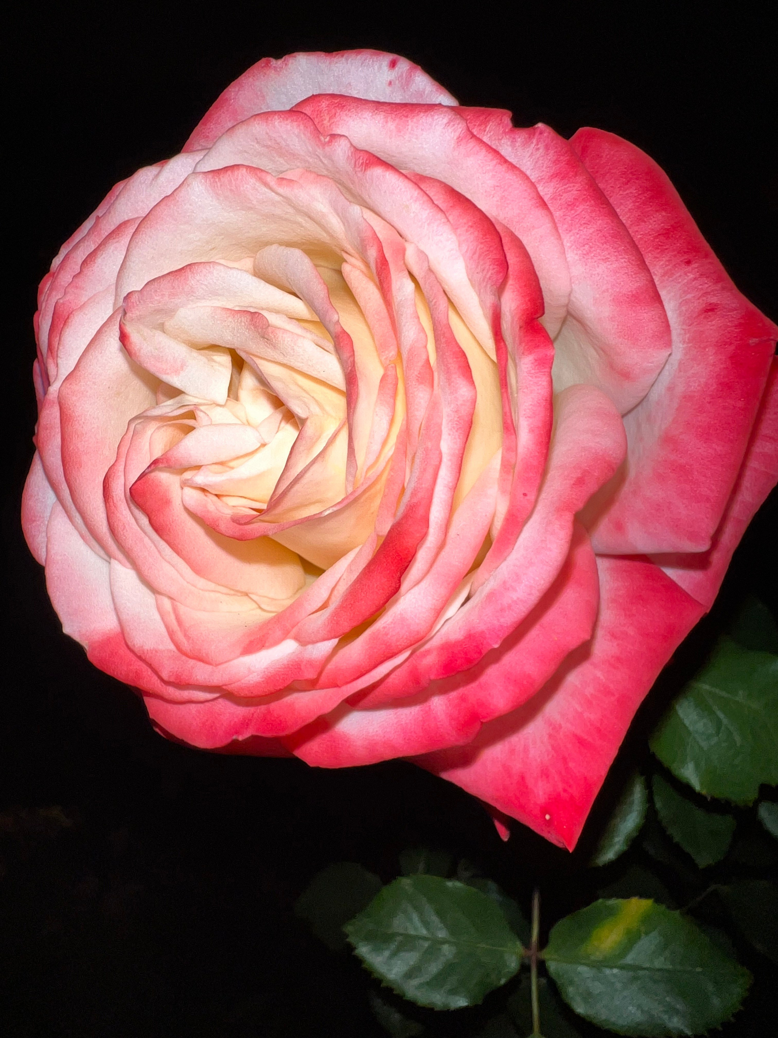 Цветы ночи. Анна Хвалина