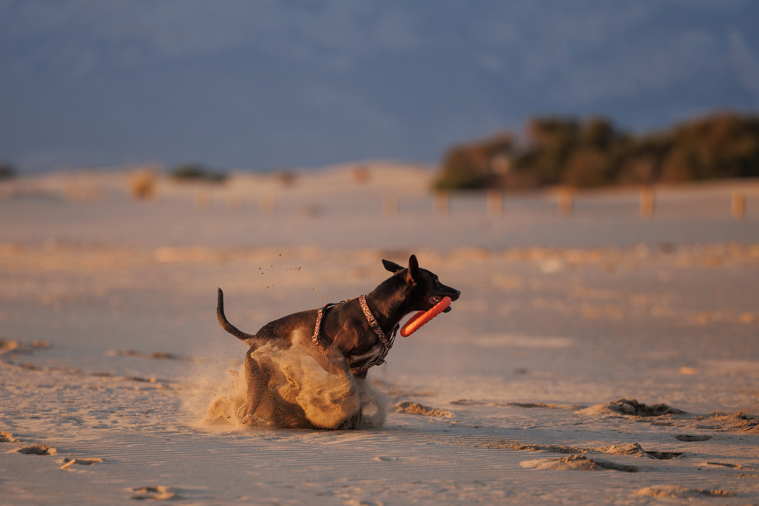 Финик. Фотограф анималист в Казани Алина Сулейманова. Фотограф животных