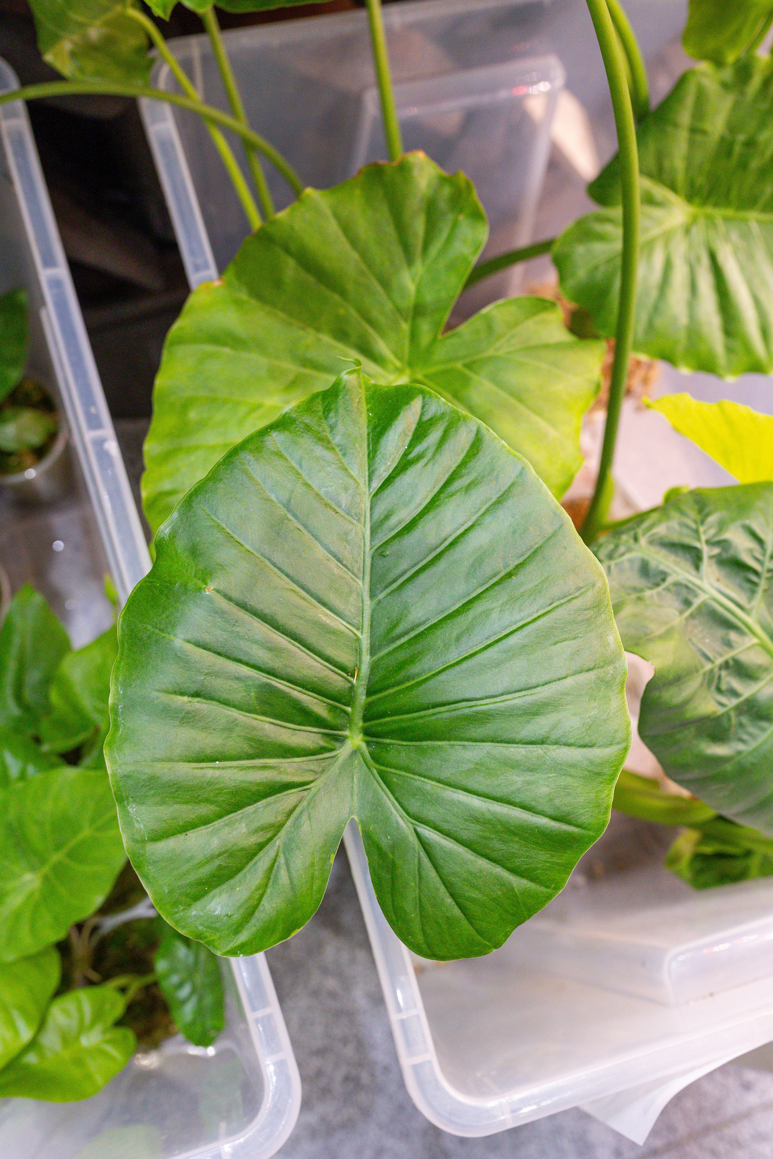 Монстериум 11–12 октября. Александра Куликова фотограф, Москва