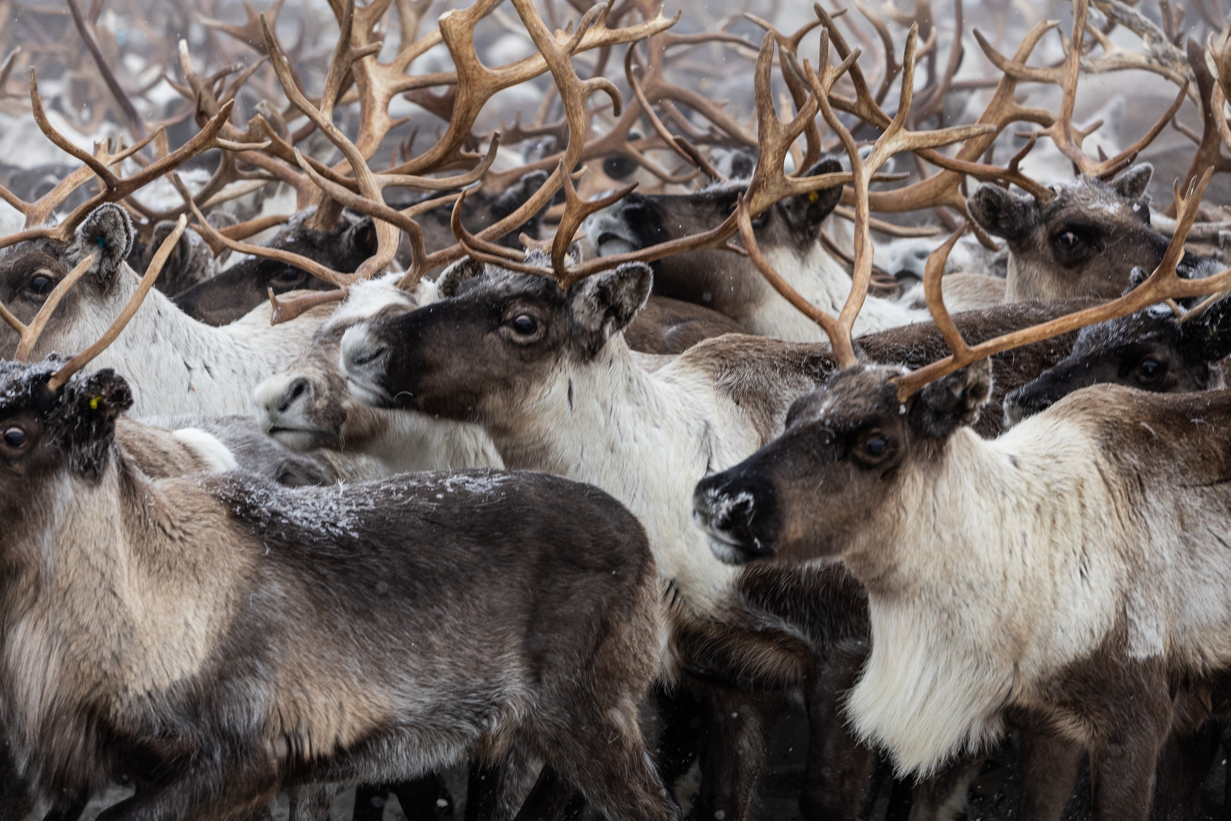Ловозеро. Оленеводы. Алиса Северная. Визуальные исследования. Пейзажная и документальная фотография