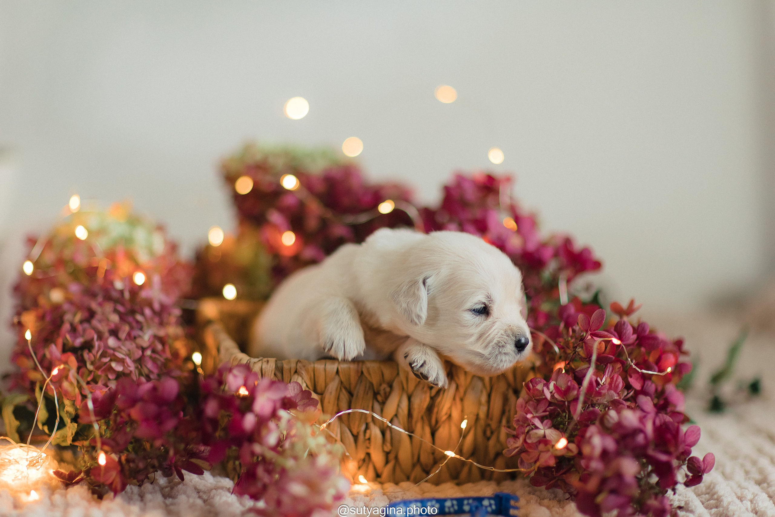 Синий ошейник. Свадебный и женский фотограф