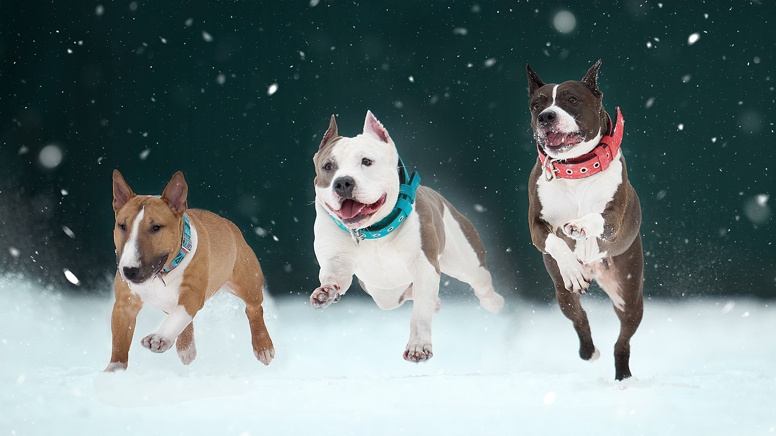 Собаки. Фотограф-анималист в Москве Евгения Старостина