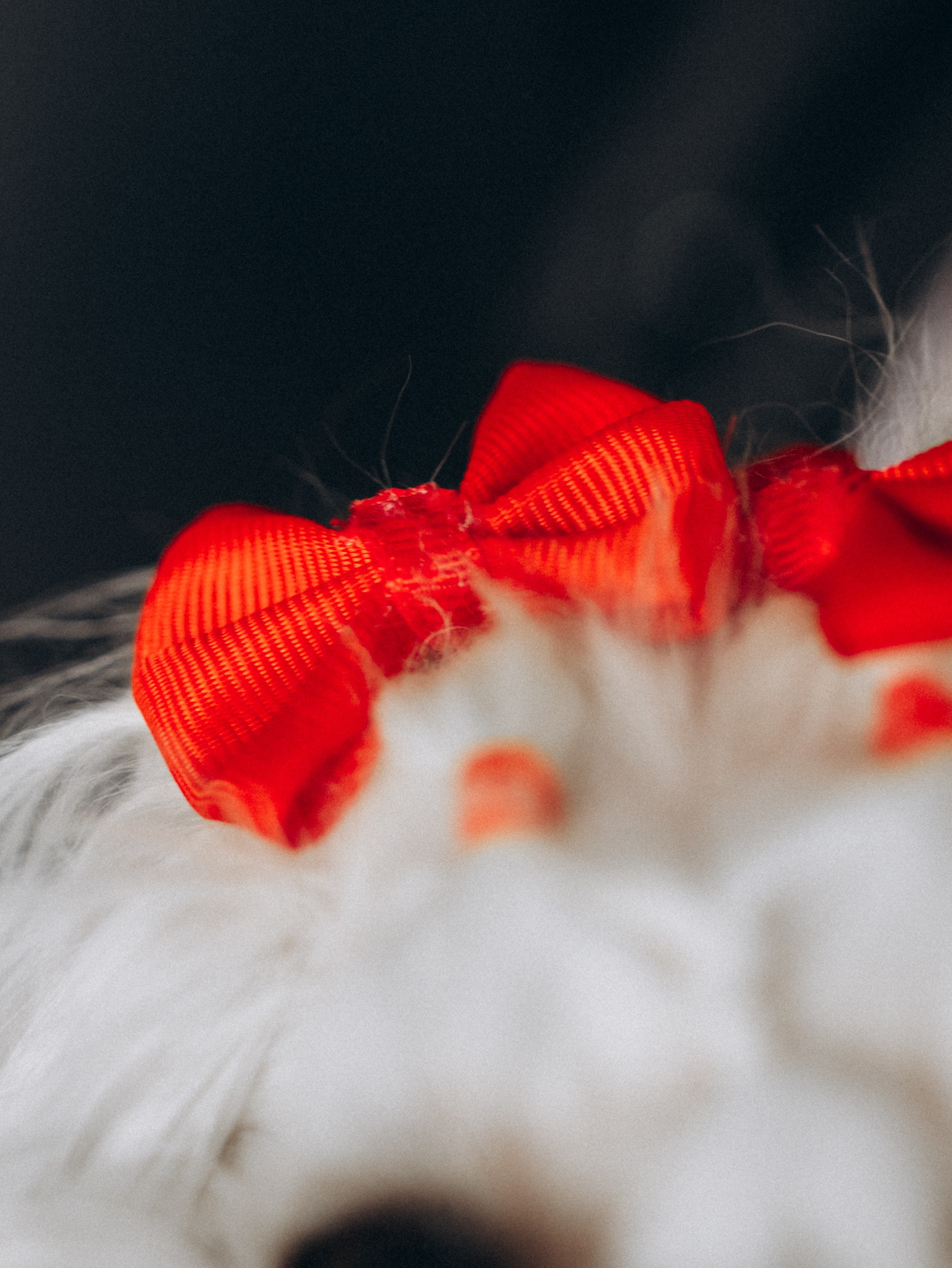 Мира и Таня. Фотограф-анималист в Москве Кириллова Татьяна