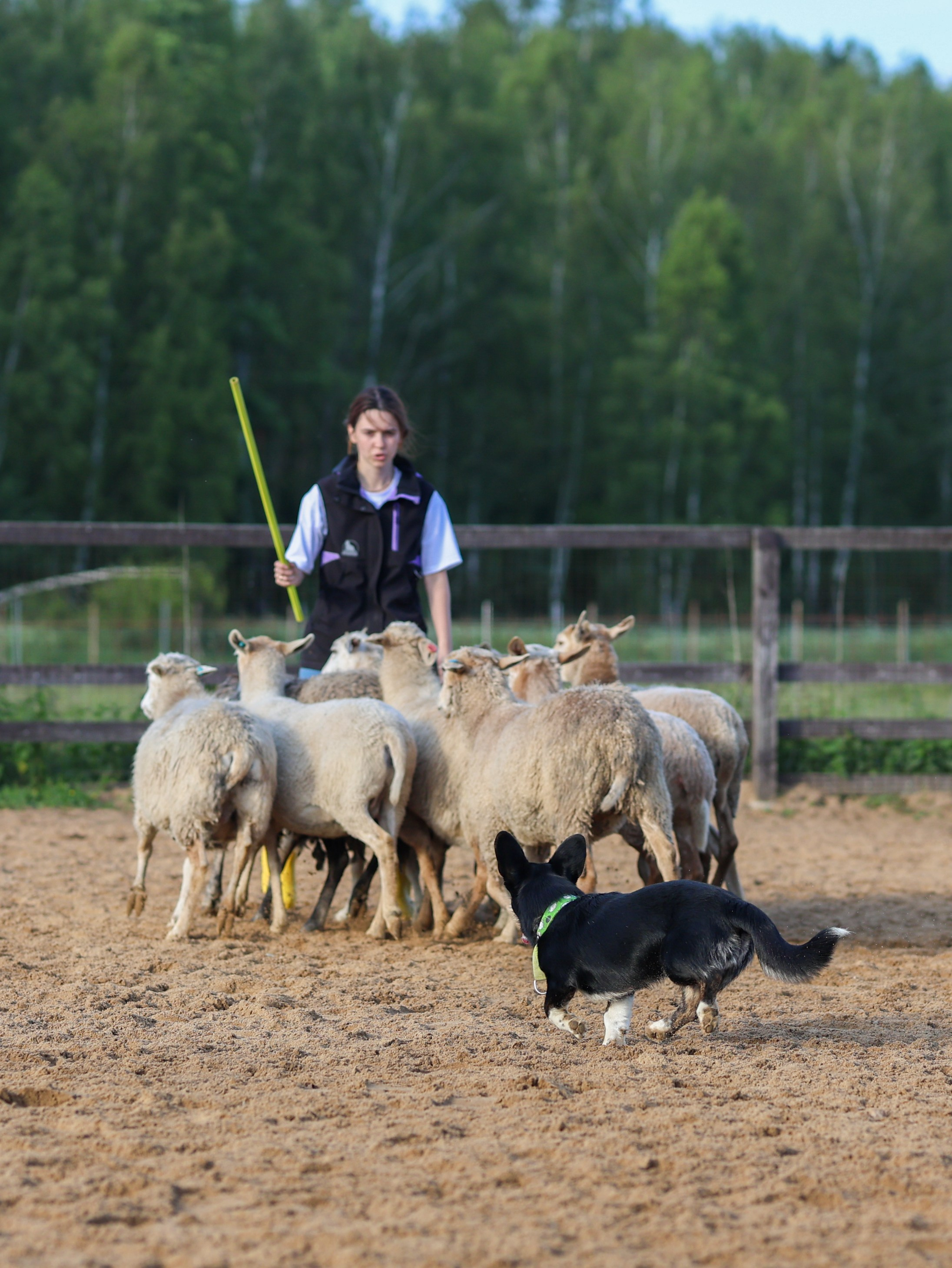 Пастьба. Фотограф-анималист в Москве Кириллова Татьяна