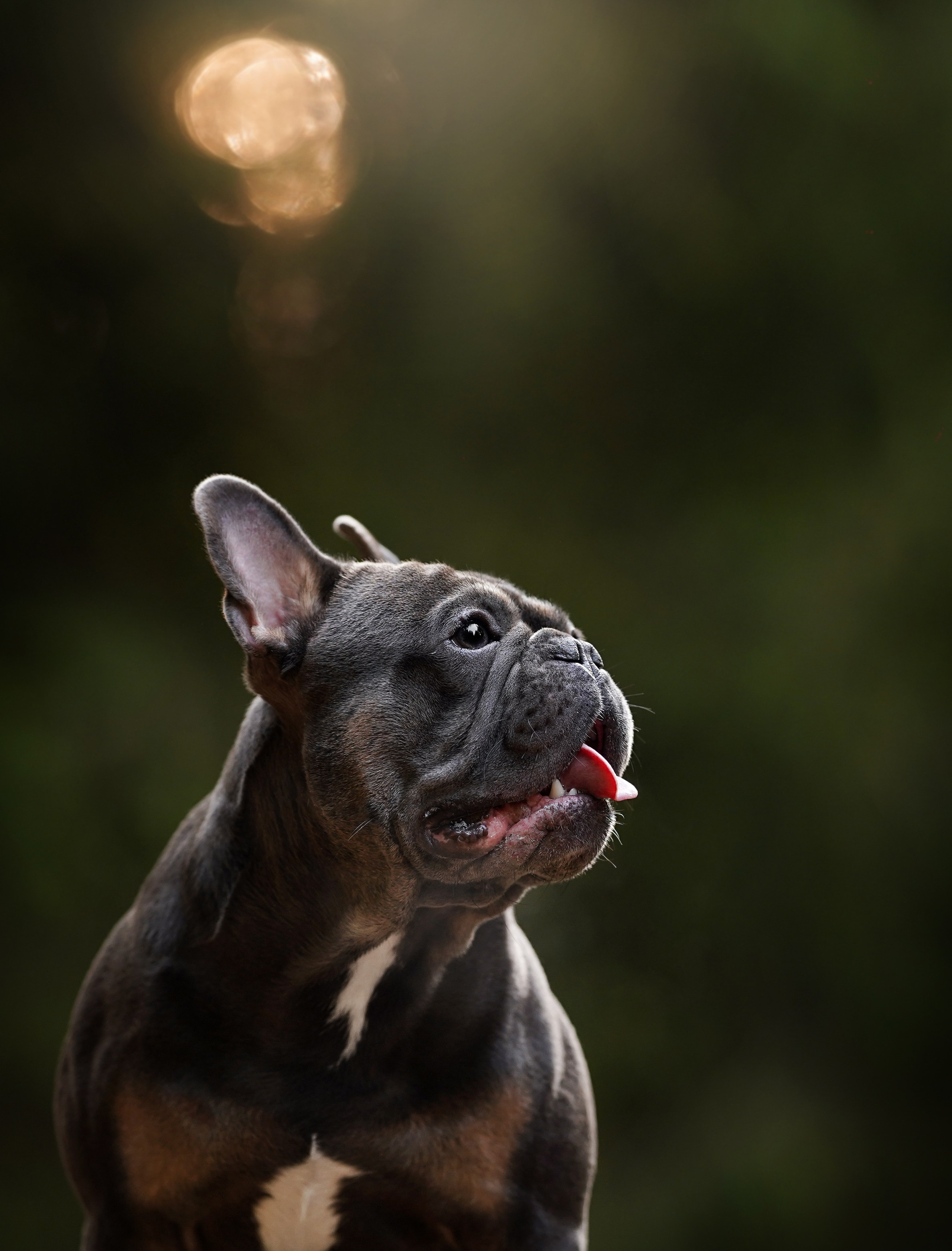 Юлия Петя и Моника. Фотограф-анималист в Санкт-Петербурге Яна Мартынова