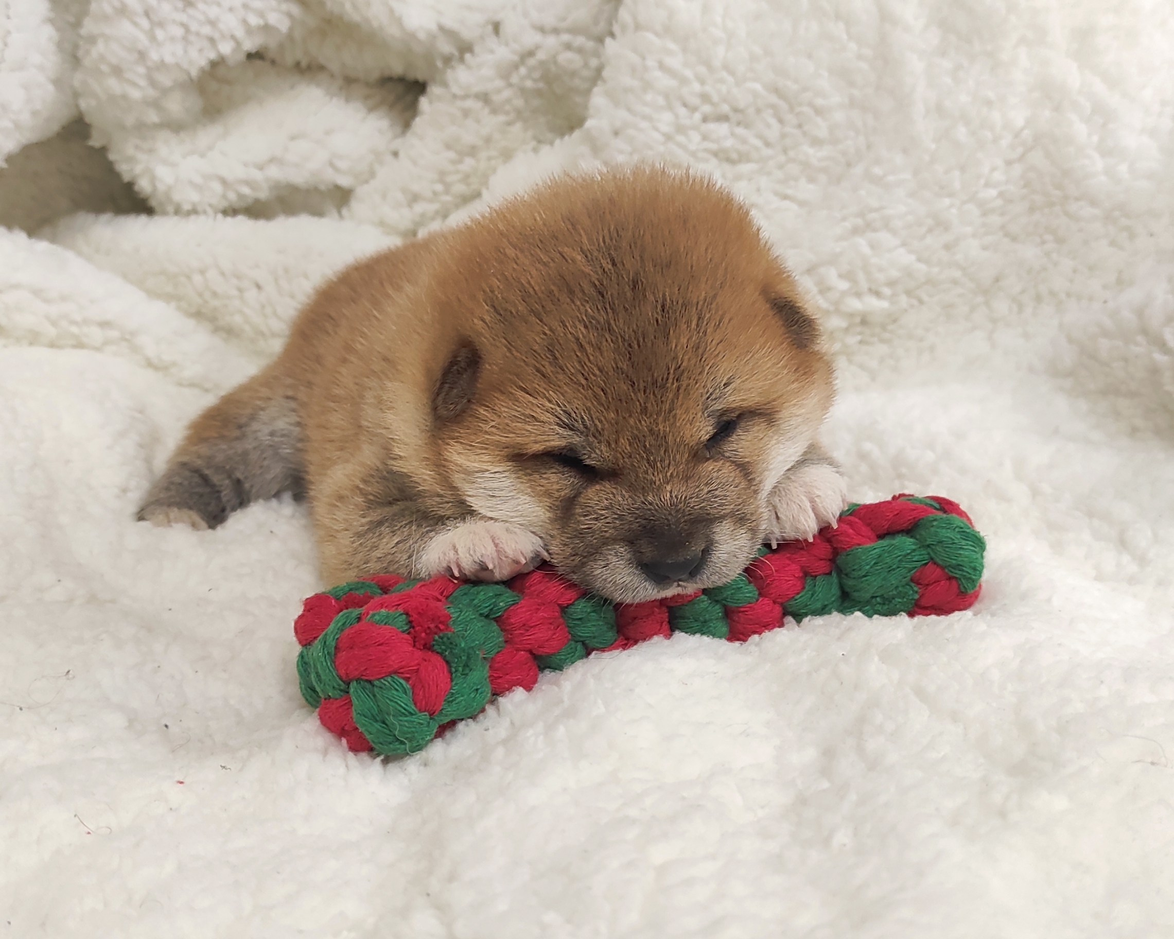 сиба питомник Рубилайт щенки на продажу rubylight  сиба щенки купить СПб Санкт-Петербург 