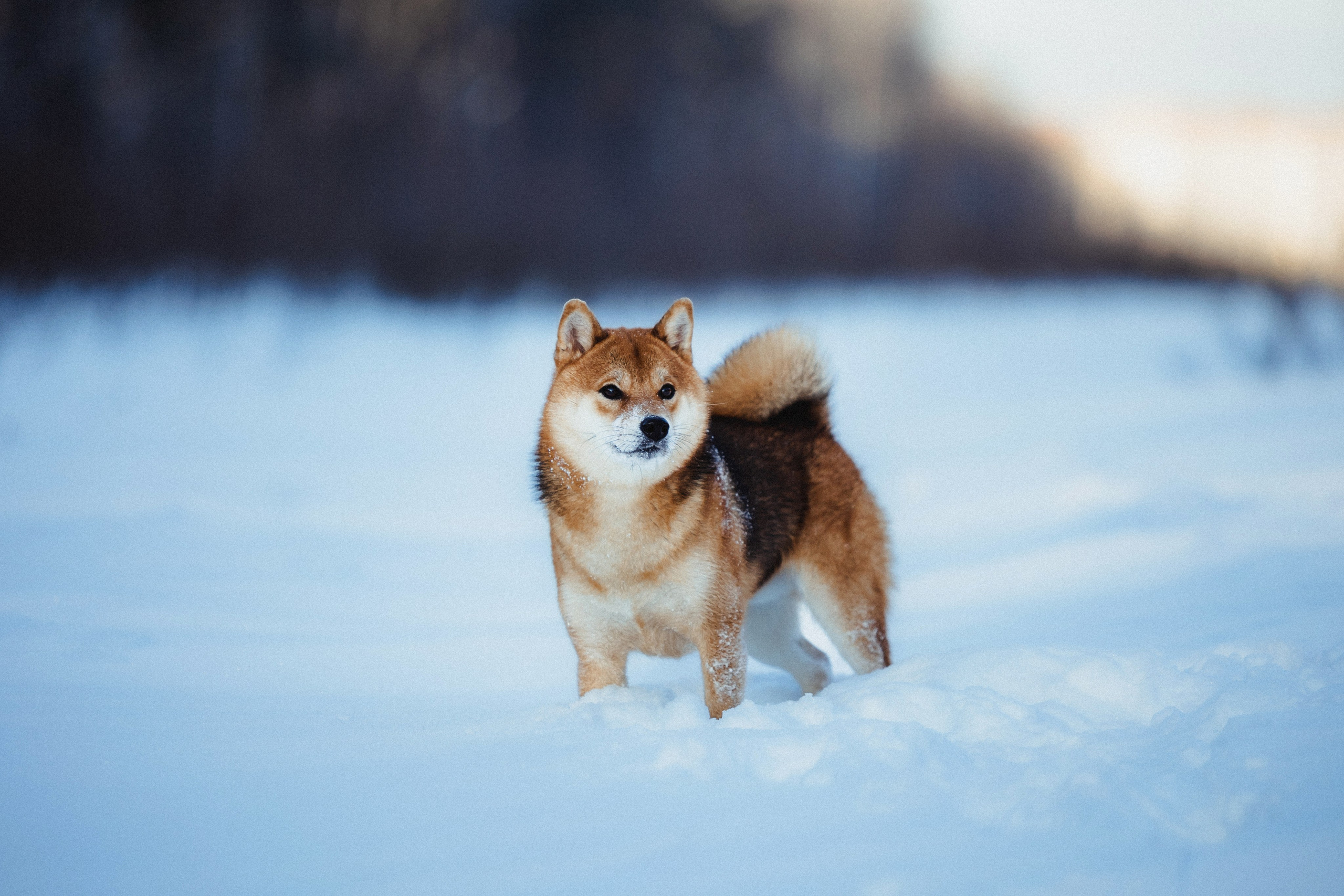 Шед, Цири и Ира