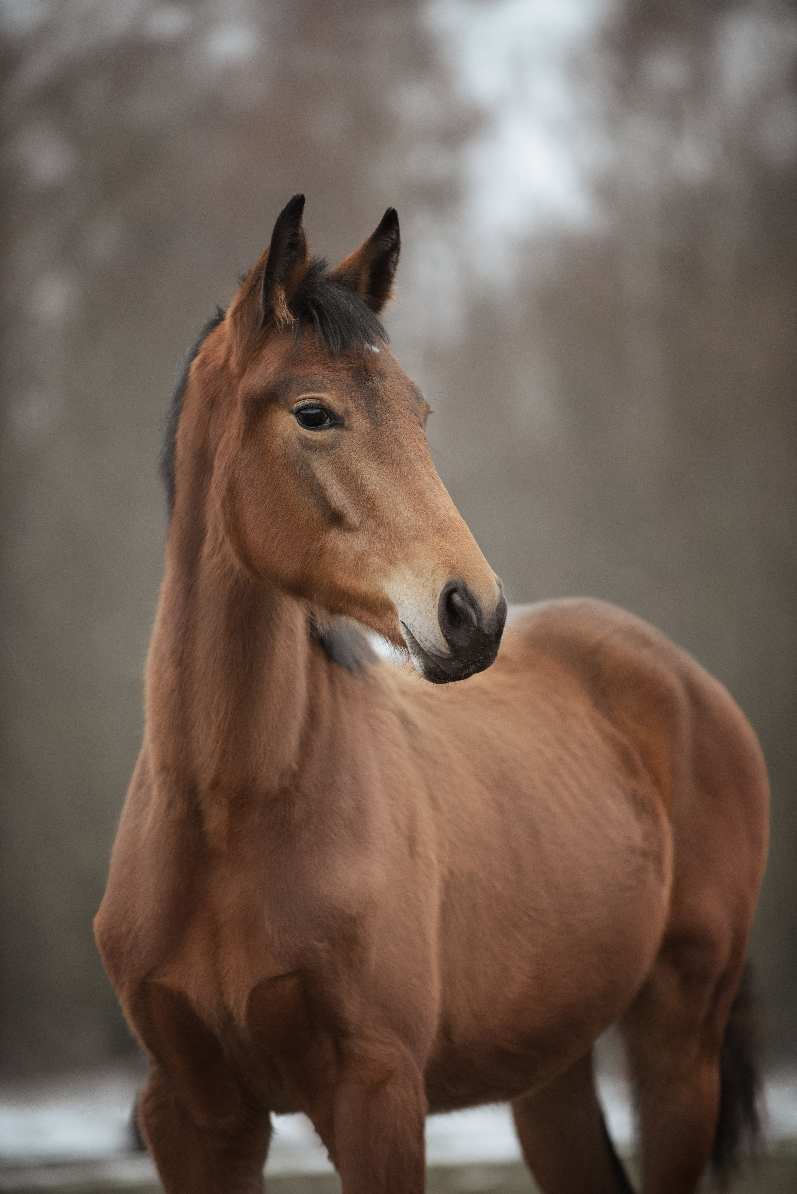 Мелкаши ЮНА. Куракина Дарья • Конный фотограф
