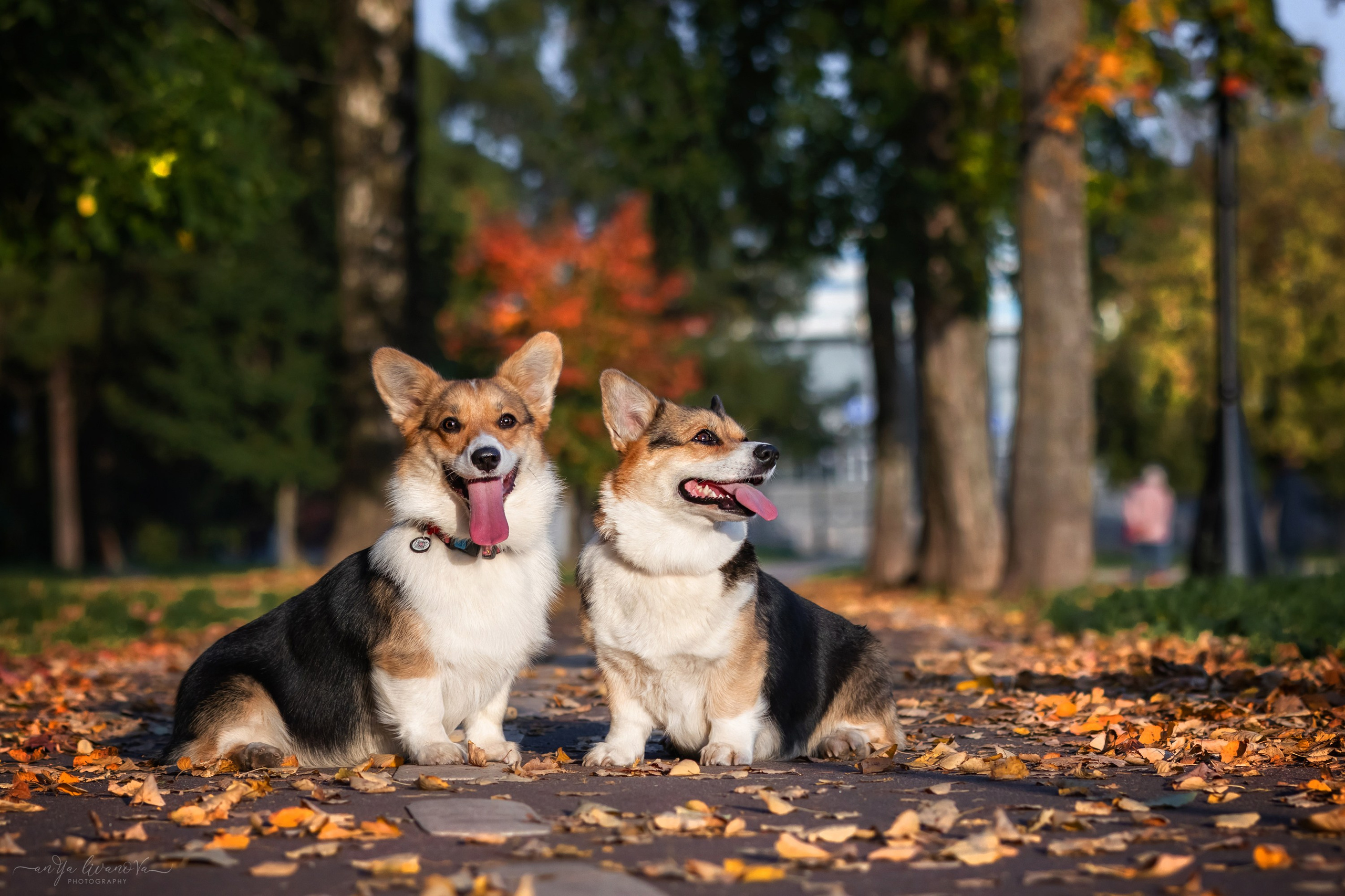 Коржики на Набережной. Фотограф анималист Аня Ливанова | Рыбинск