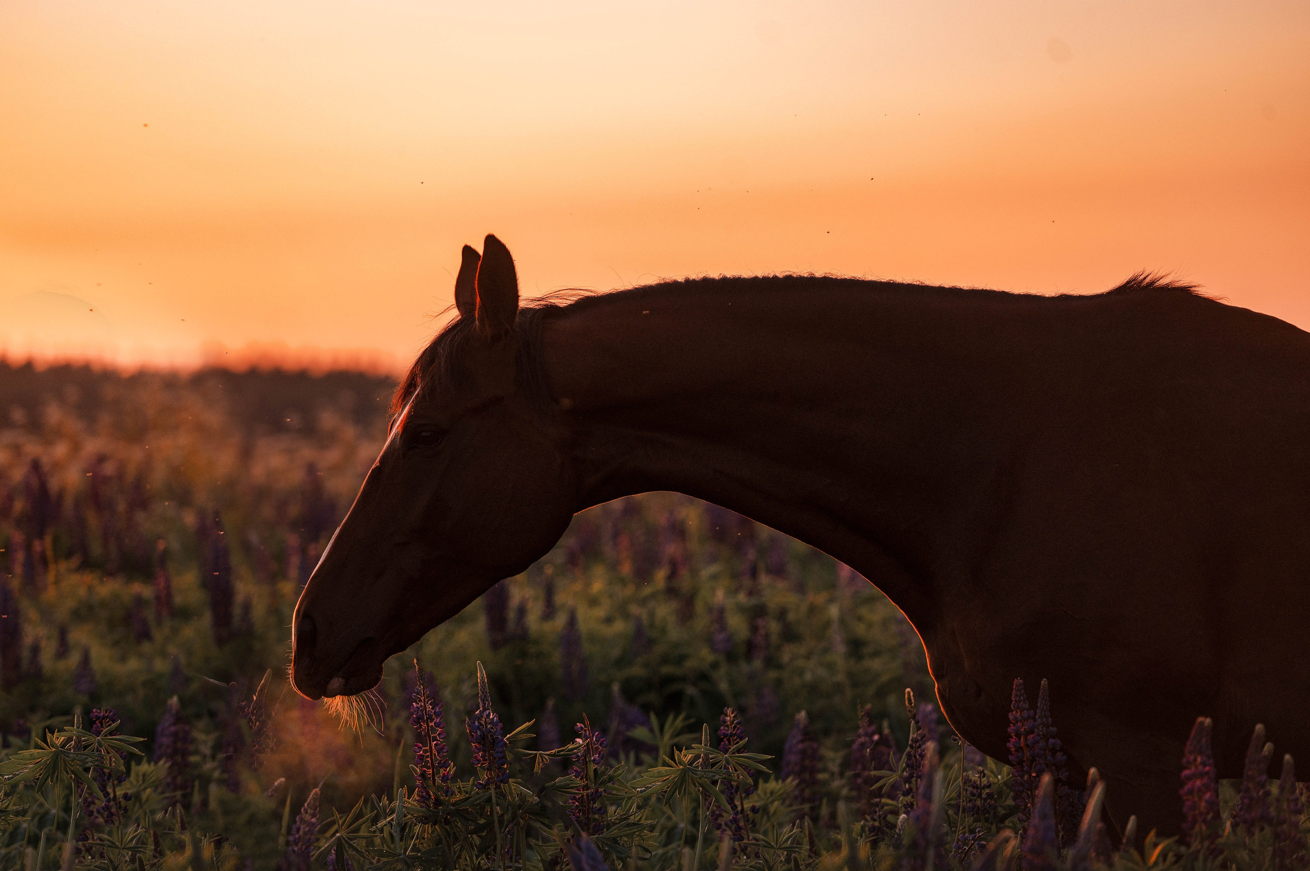 Ивори в закатных полях. Фотограф-анималист