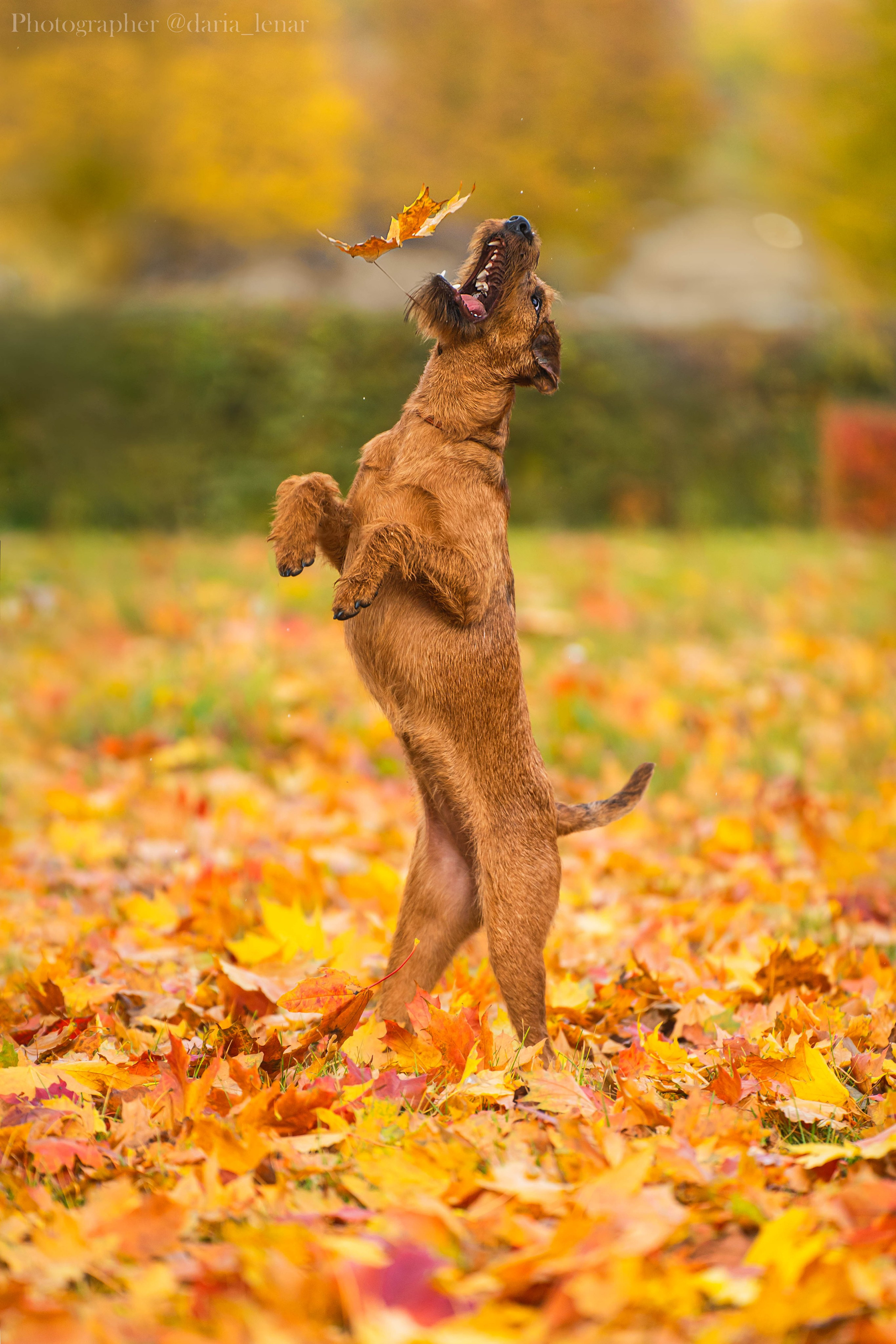 Выставки собак. Фотограф в Москве Ленарская Дарья