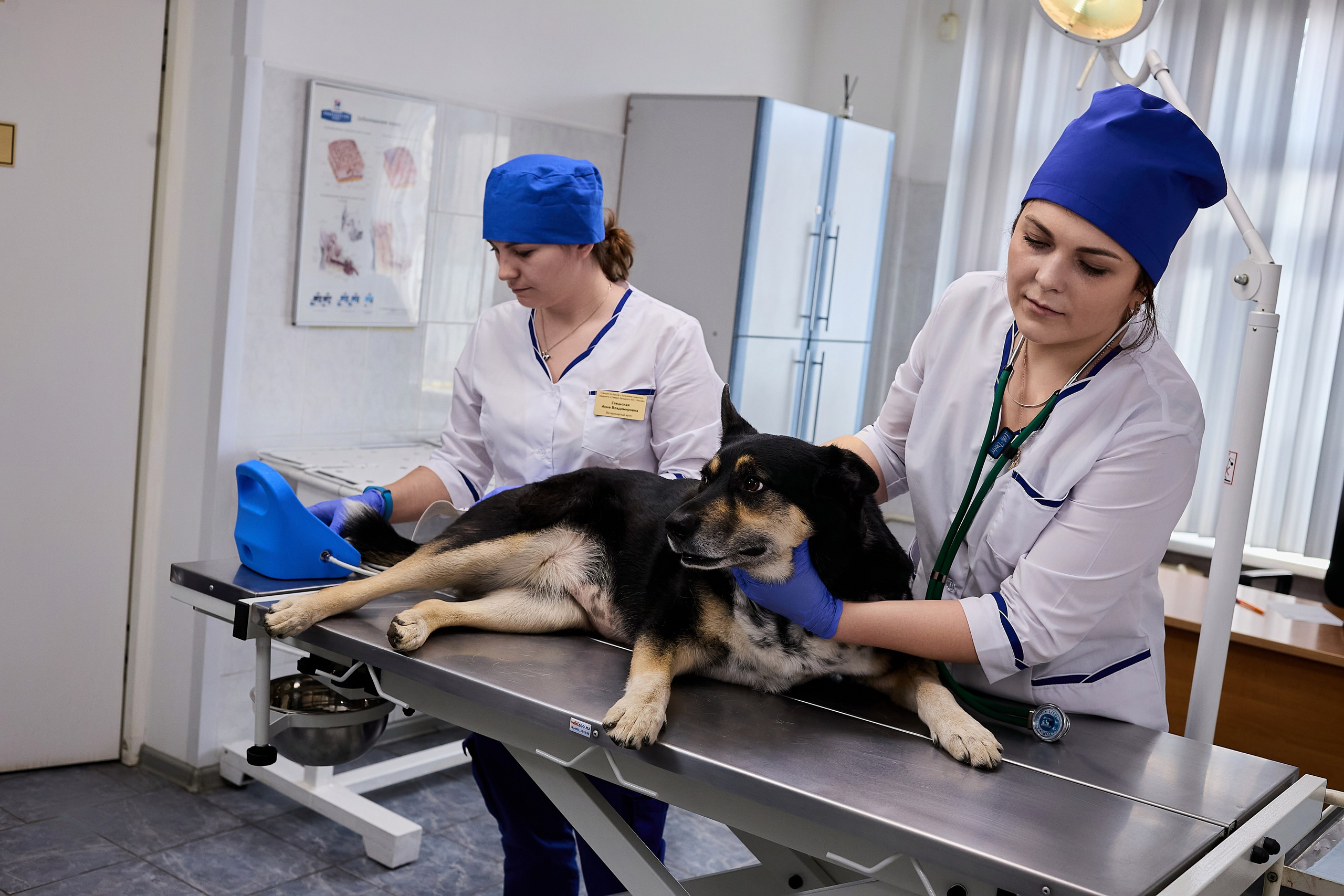 Контент для ветеринарного лендинга правительства Москвы. Фотограф и Видеограф в Москве. Олег Корушев