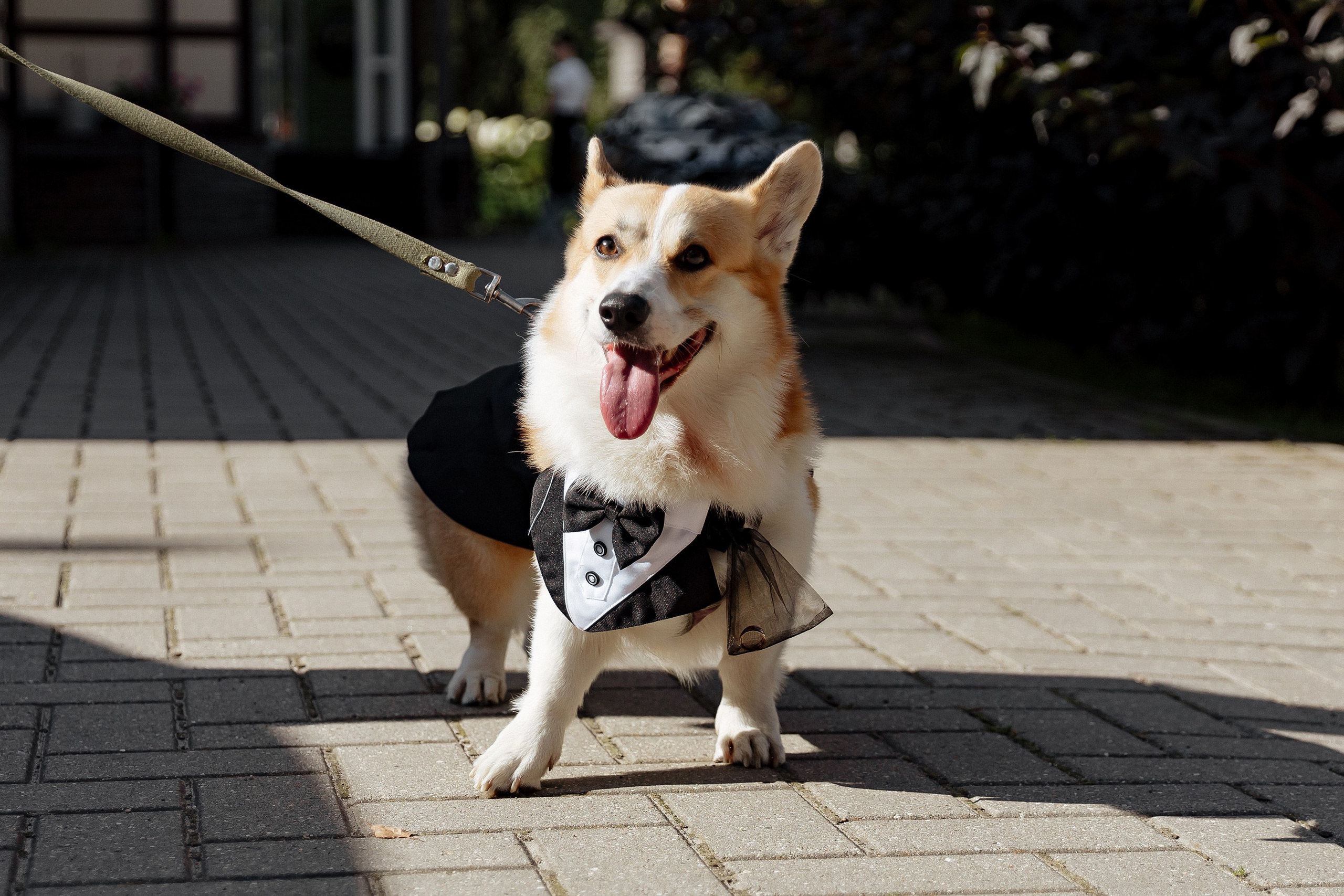 15 августа WED. Свадебный фотограф Анастасия Пелевина