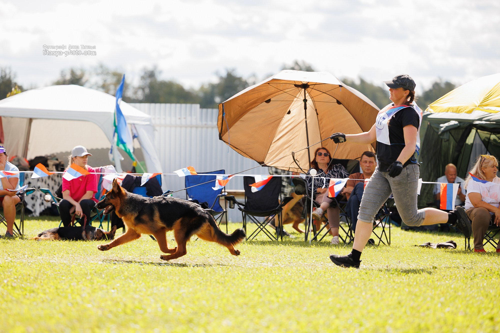 Немецкие овчарки: фото из рингов и вне ринга, мутпроба (фотографии с выставок). Фотограф собак, фотограф-анималист Аня Титова (Titanya). Москва
