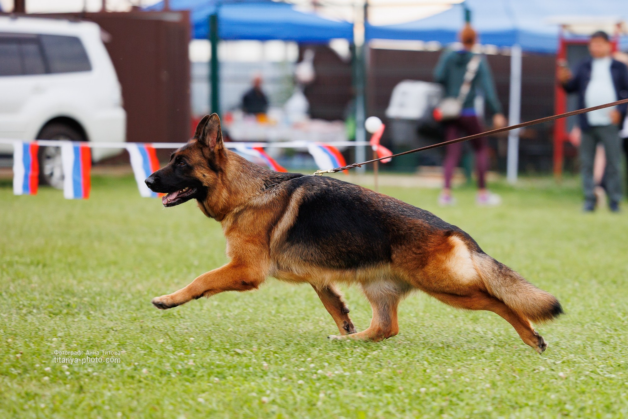 Немецкие овчарки: фото из рингов и вне ринга, мутпроба (фотографии с выставок). Фотограф собак, фотограф-анималист Аня Титова (Titanya). Москва