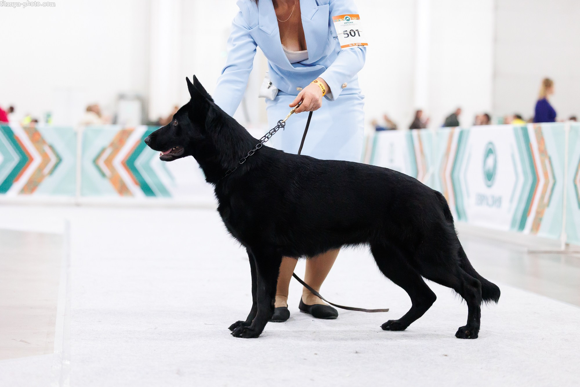 «Евразия-2025»: картинки с выставки. Фотограф собак, фотограф-анималист Аня Титова (Titanya). Москва