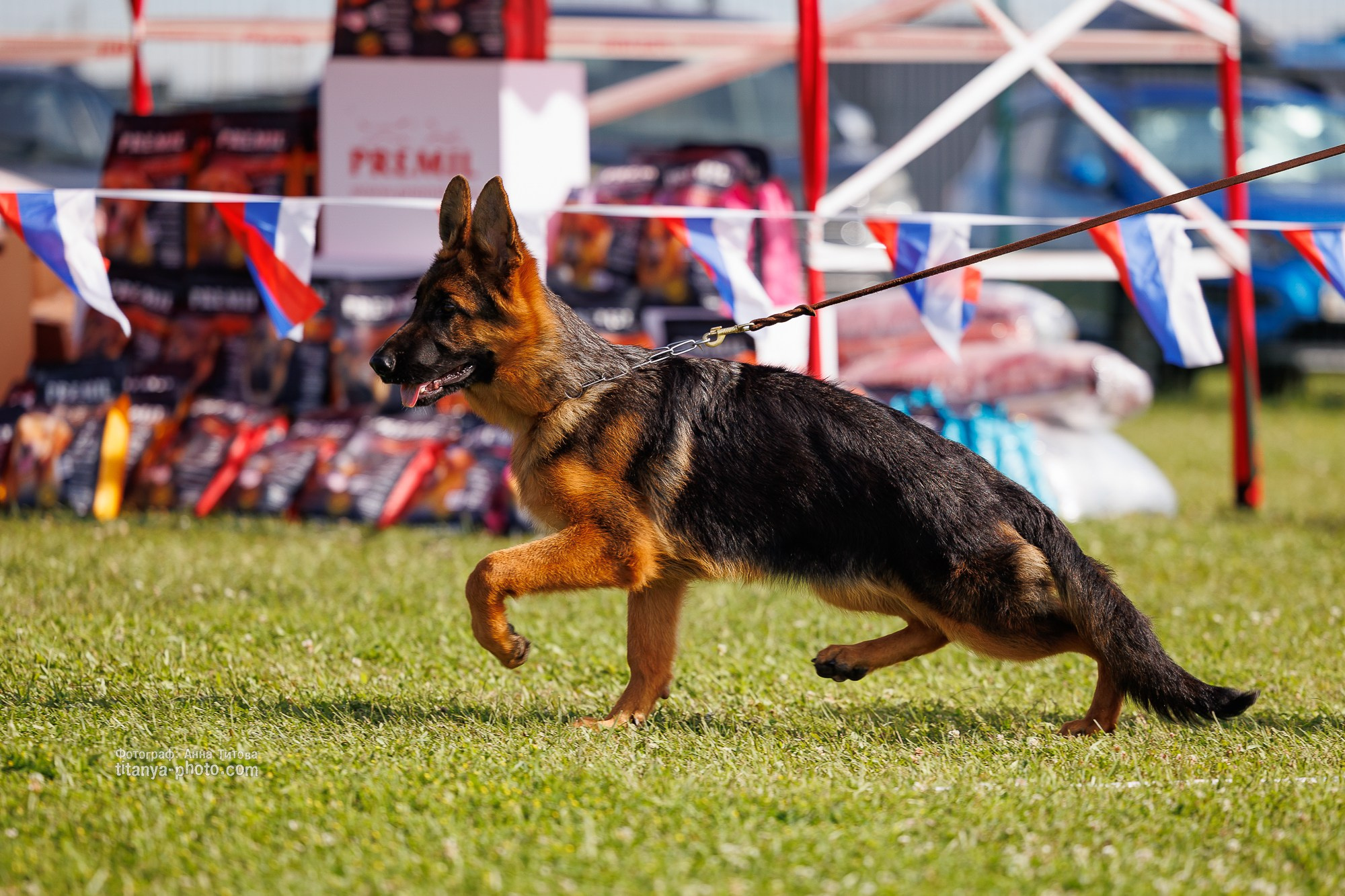 Немецкие овчарки: фото из рингов и вне ринга, мутпроба (фотографии с выставок). Фотограф собак, фотограф-анималист Аня Титова (Titanya). Москва