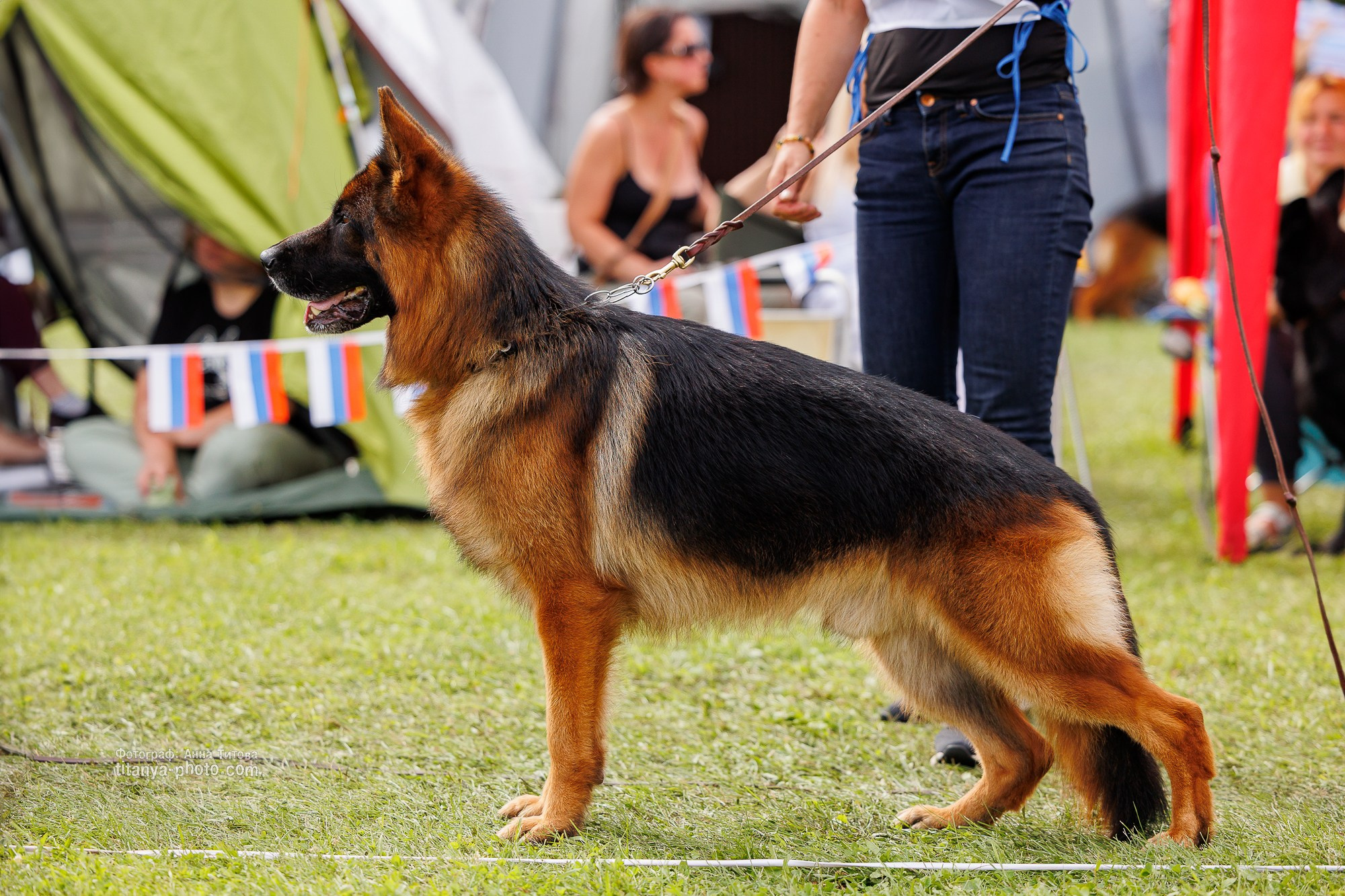 Немецкие овчарки: фото из рингов и вне ринга, мутпроба (фотографии с выставок). Фотограф собак, фотограф-анималист Аня Титова (Titanya). Москва