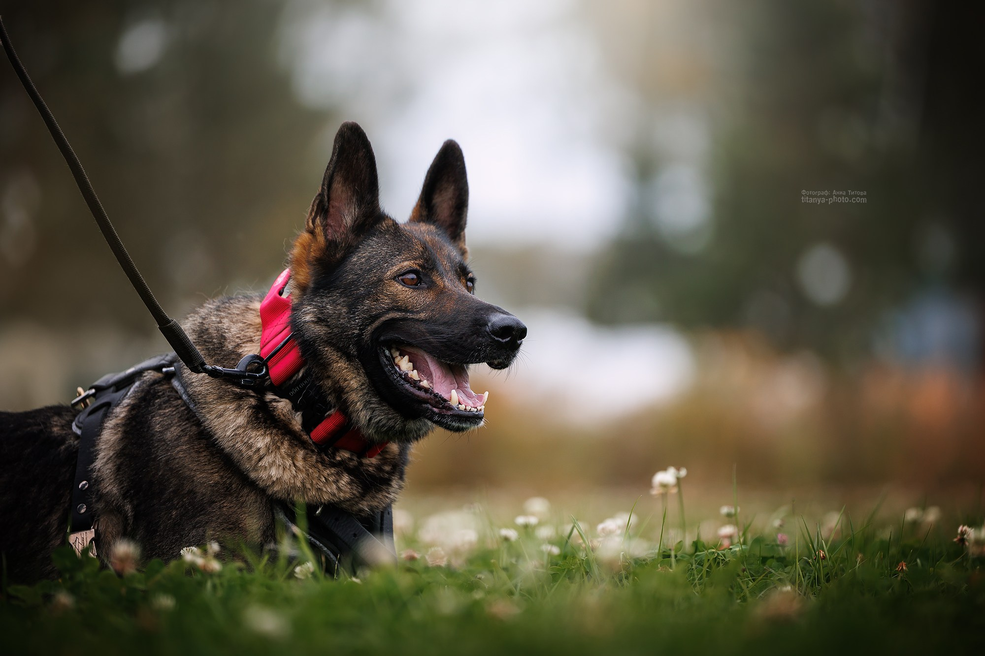 Тренировка по защите в питомнике немецких овчарок «Легенда Волги». Фотограф собак, фотограф-анималист Аня Титова (Titanya). Москва