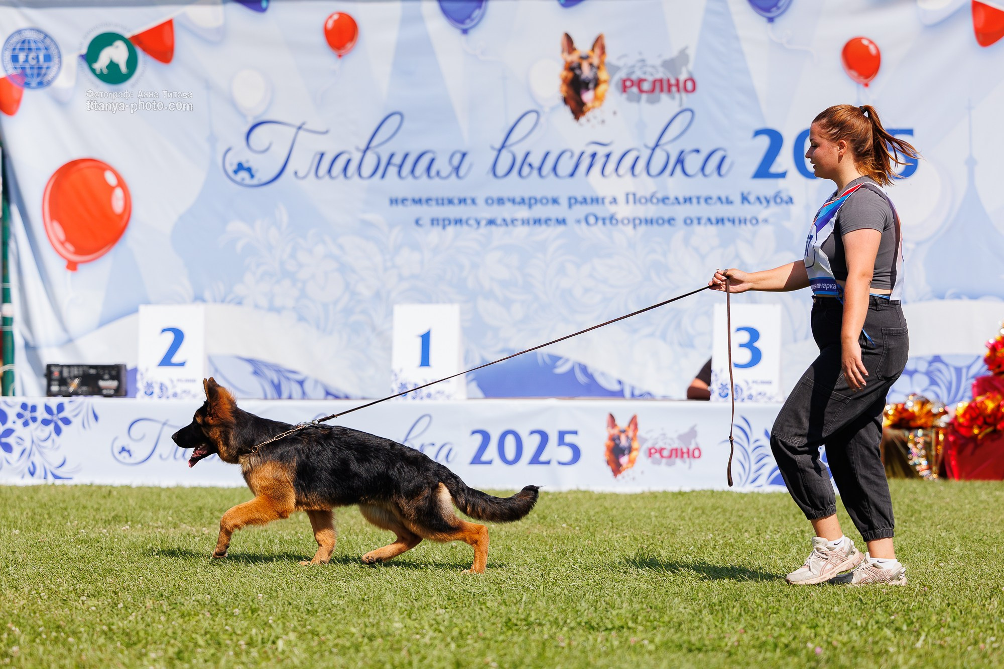 Немецкие овчарки: фото из рингов и вне ринга, мутпроба (фотографии с выставок). Фотограф собак, фотограф-анималист Аня Титова (Titanya). Москва