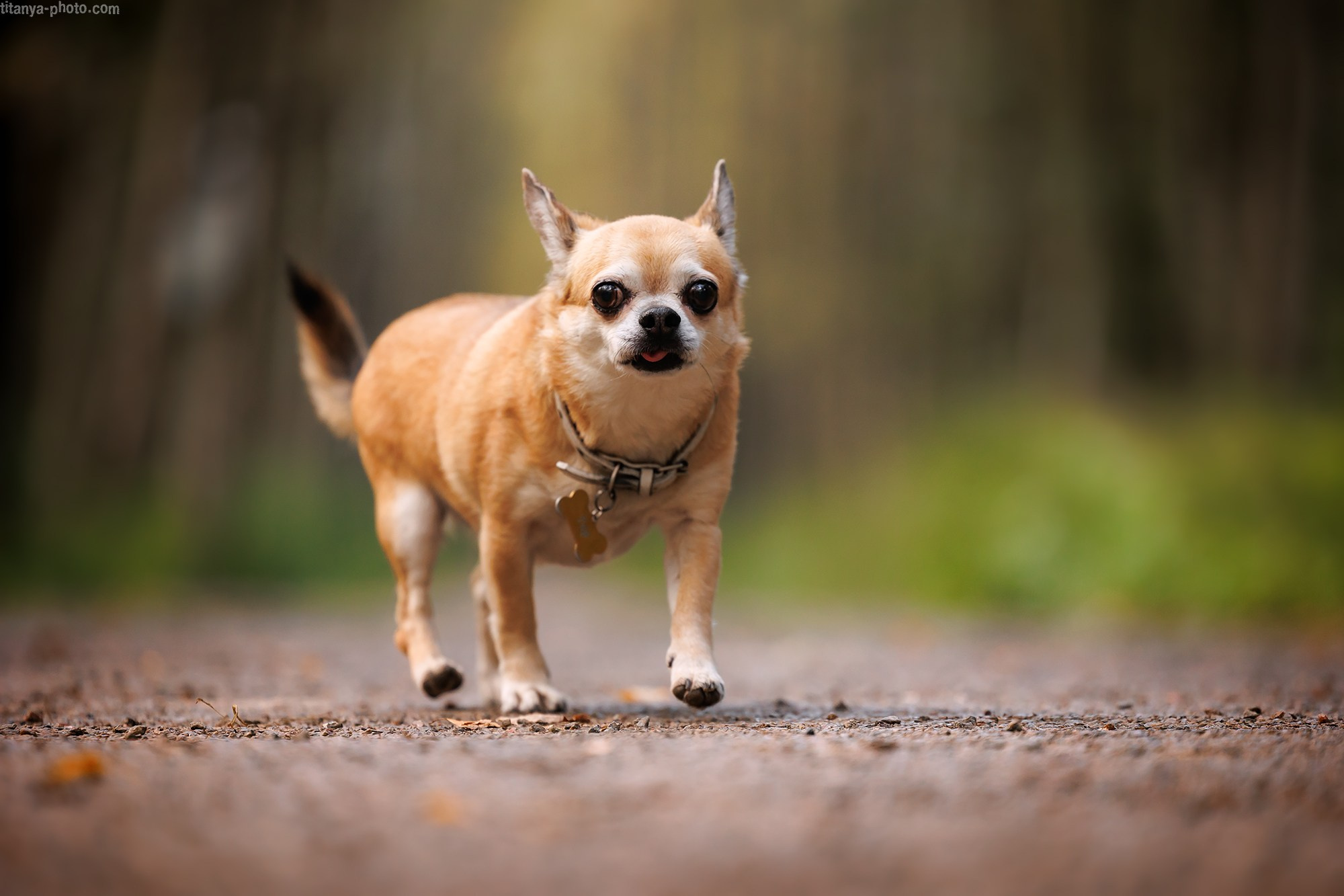 Фотография собак, фотограф-анималист Москва. Фотограф собак, фотограф-анималист Аня Титова (Titanya). Москва